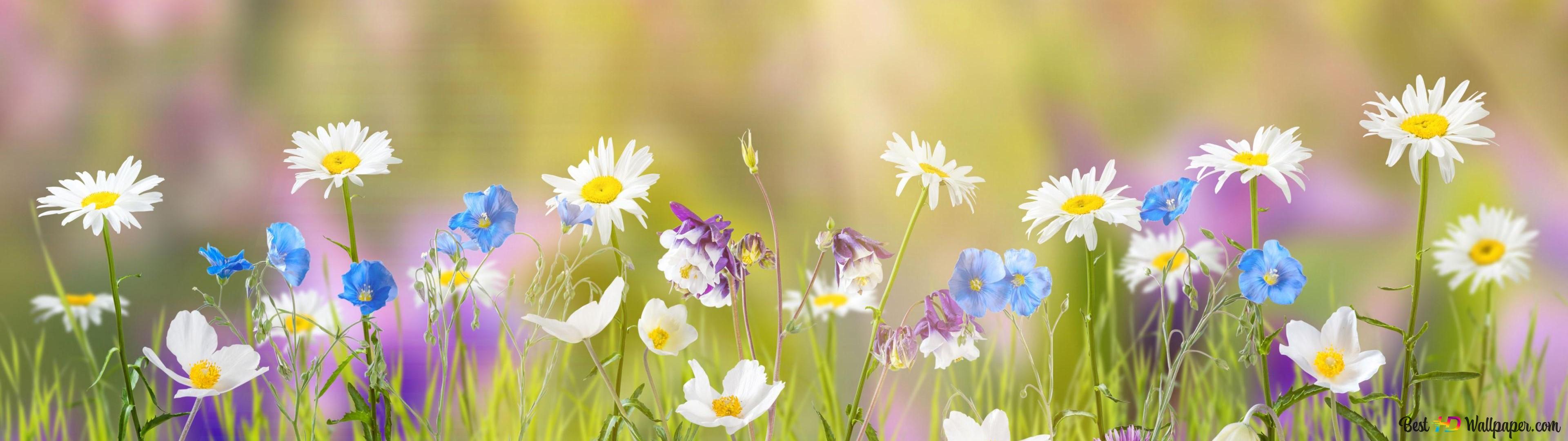 Spring Meadow 4K wallpaper download