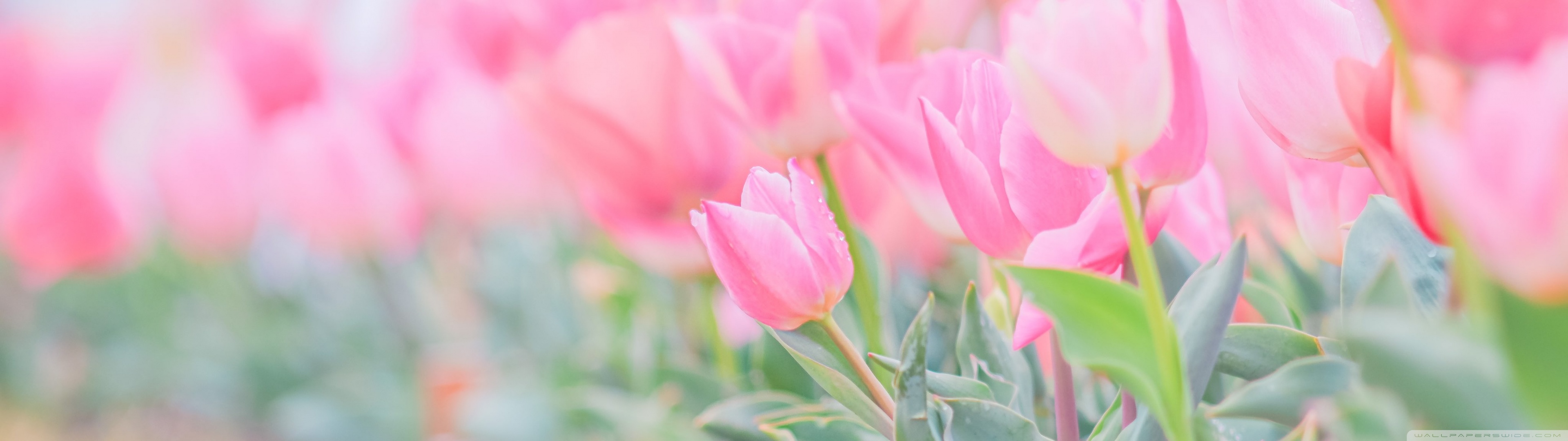 Spring Field Ultra HD Desktop Background Wallpaper for: Widescreen & UltraWide Desktop & Laptop, Multi Display, Dual Monitor, Tablet