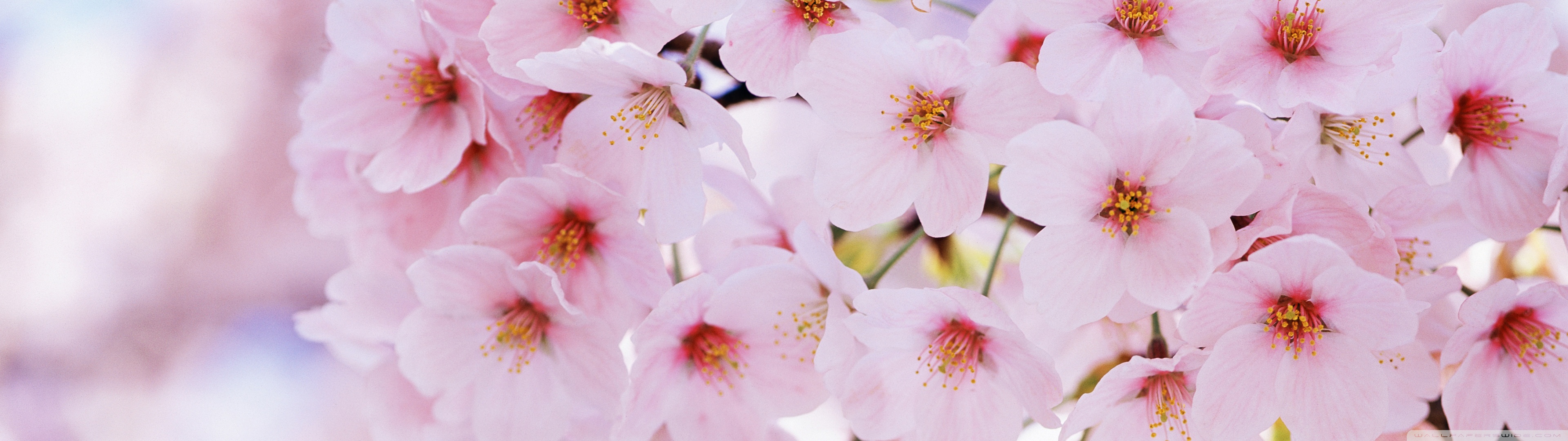 Spring Cherry Flowers Ultra HD Desktop Background Wallpaper for 4K UHD TV, Multi Display, Dual Monitor, Tablet