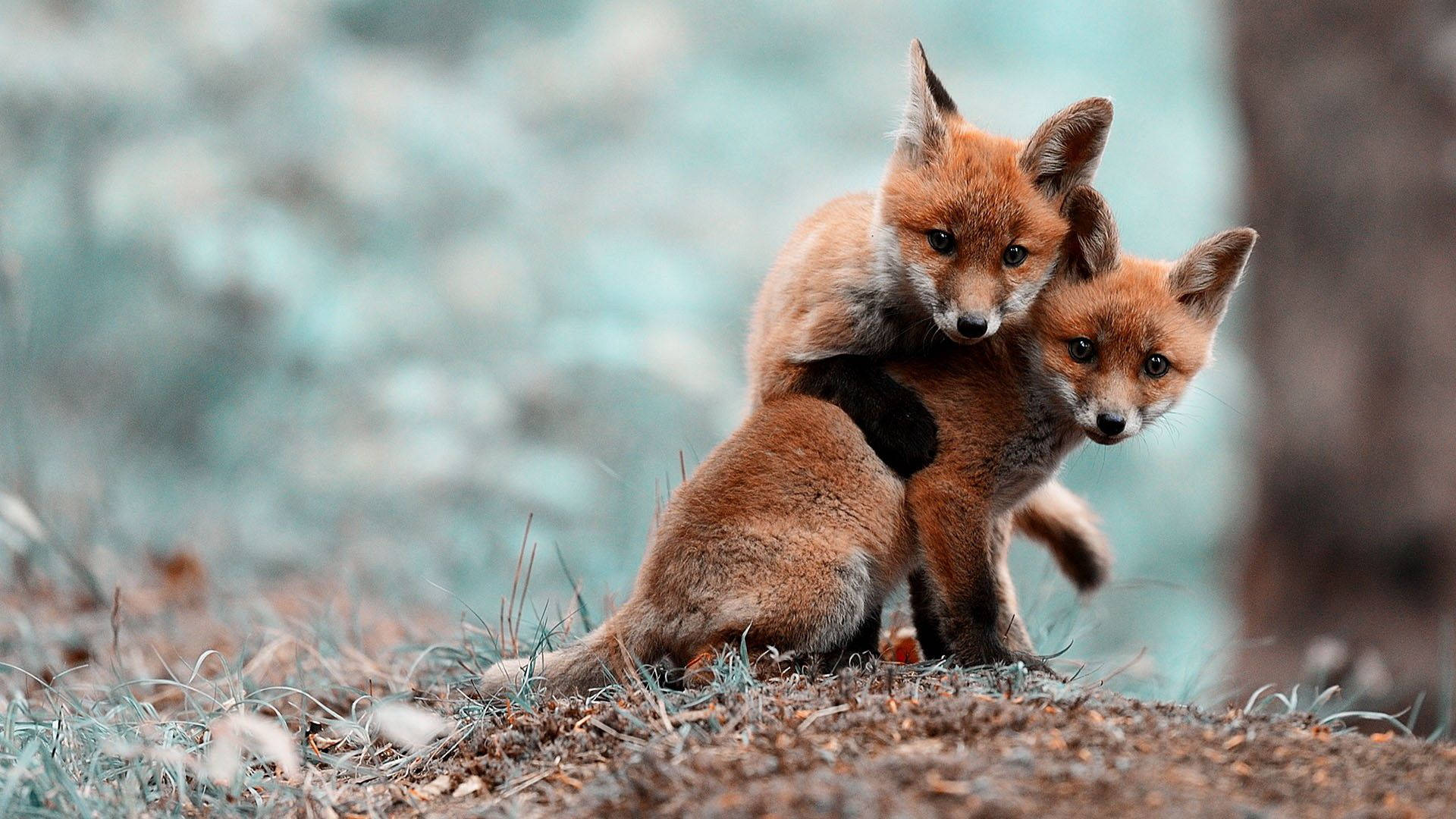 Download Cute Baby Fox Animal Wallpaper