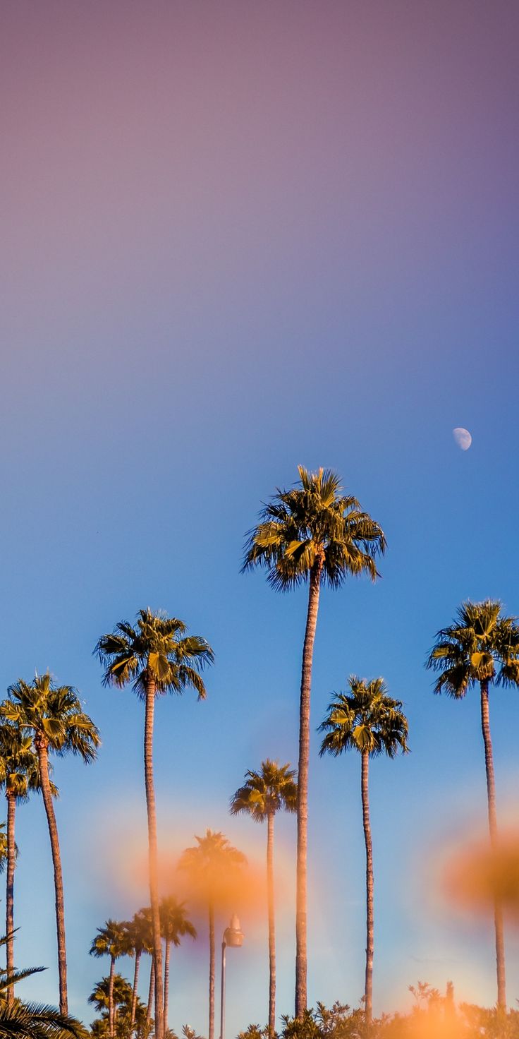 Portrait, palm trees, minimal, sunset, 1080x2160 wallpaper. Tree wallpaper iphone, Landscape wallpaper, Wallpaper iphone summer