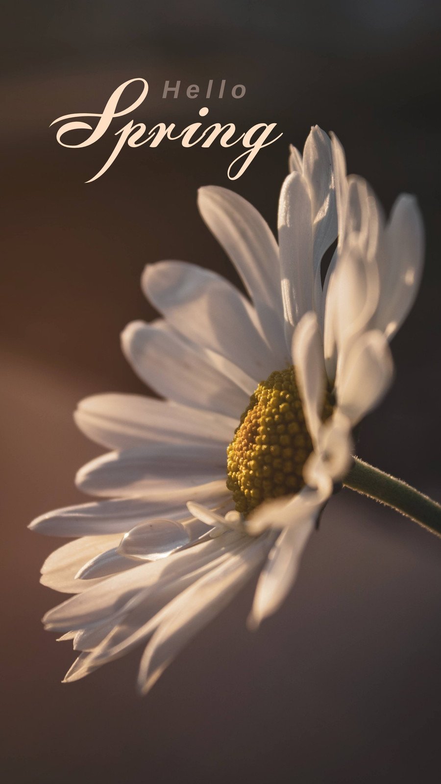 Spring Aesthetic Phone Wallpaper Online