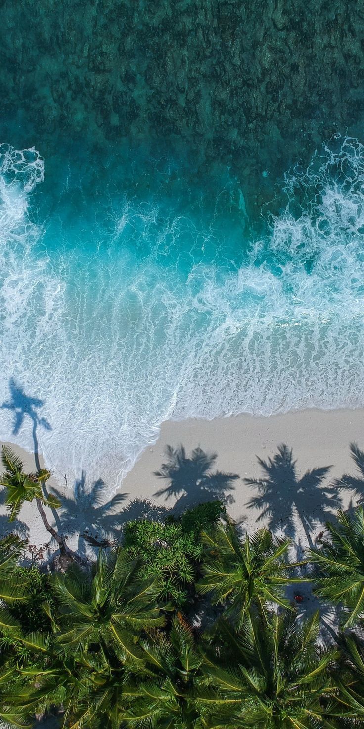Beautiful beach, aerial view, palm trees, sea, 1080x2160 wallpaper