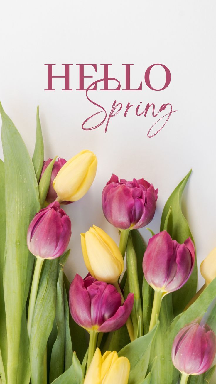 Hello Spring: free wallpaper for your phone. Spring wallpaper, Spring flowers wallpaper, Hello spring wallpaper