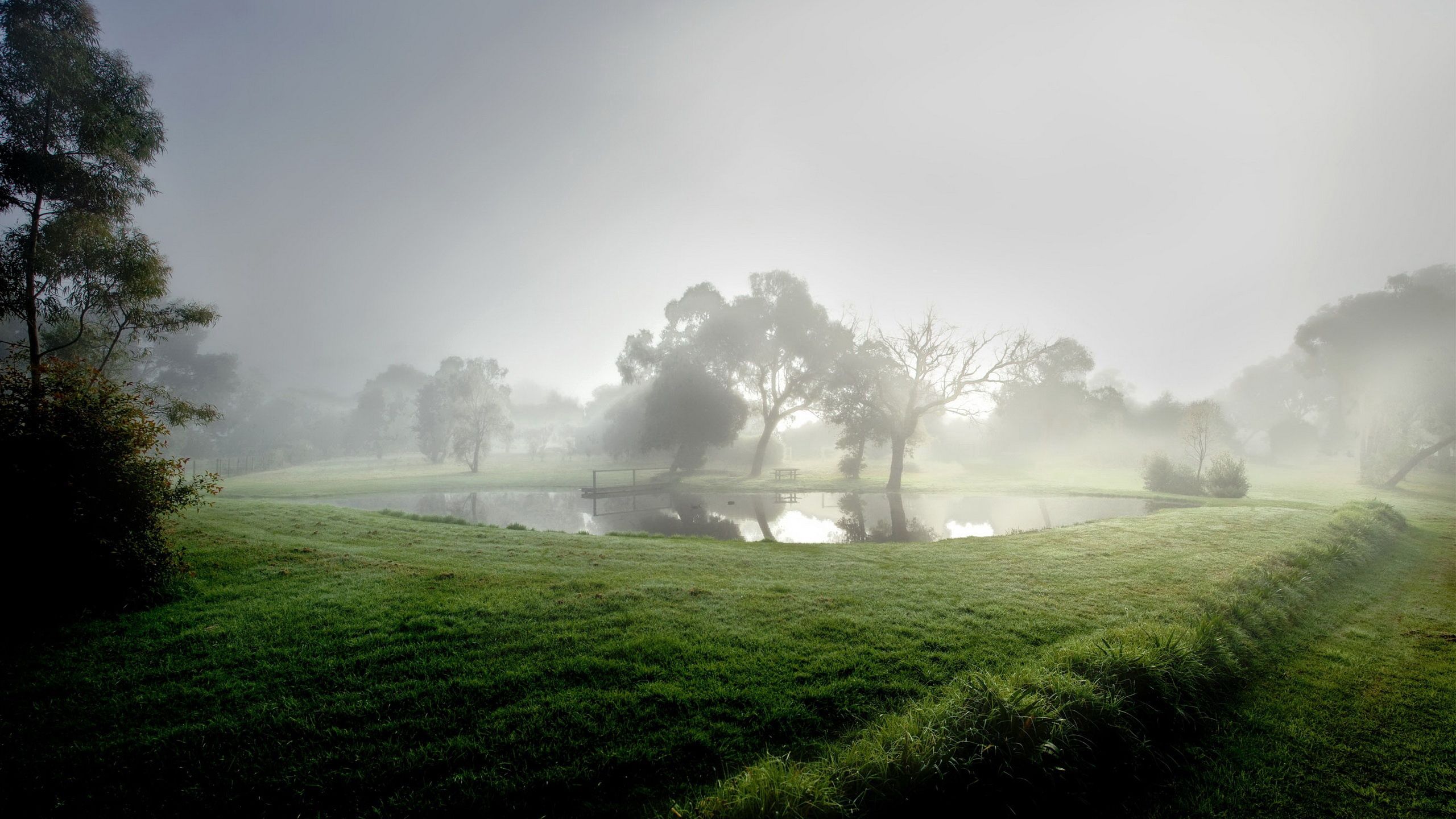 Download wallpaper 2560x1440 pond, fog, morning, reservoir, trees, summer, cool HD background