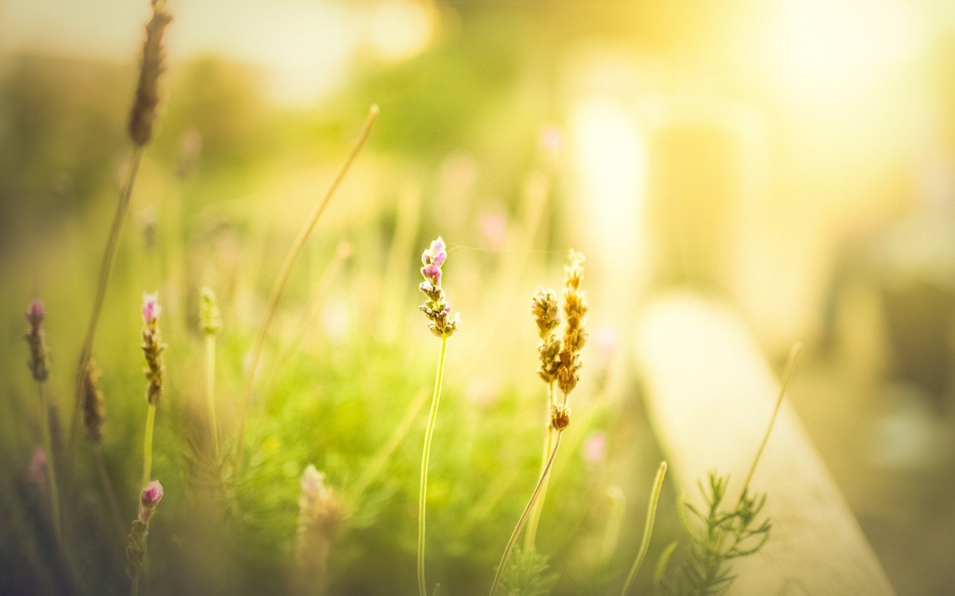flower green grass meadow the field blur day morning summer spring flower greens background wallpaper widescreen. Your screen: 1024×1024