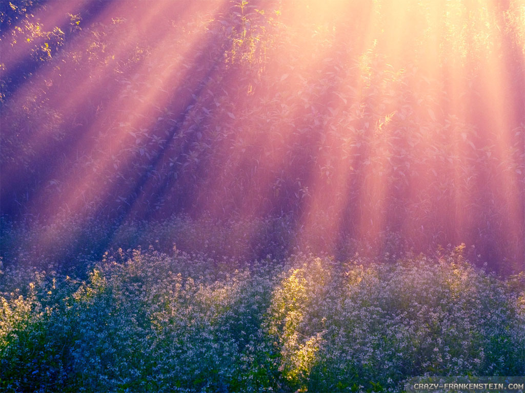 Free download Wallpaper Early Summer morning wallpaper [1024x768] for your Desktop, Mobile & Tablet. Explore Early Summer Wallpaper. Early Spring Wallpaper, Early Spring Wallpaper Background, Early Spring HD Wallpaper