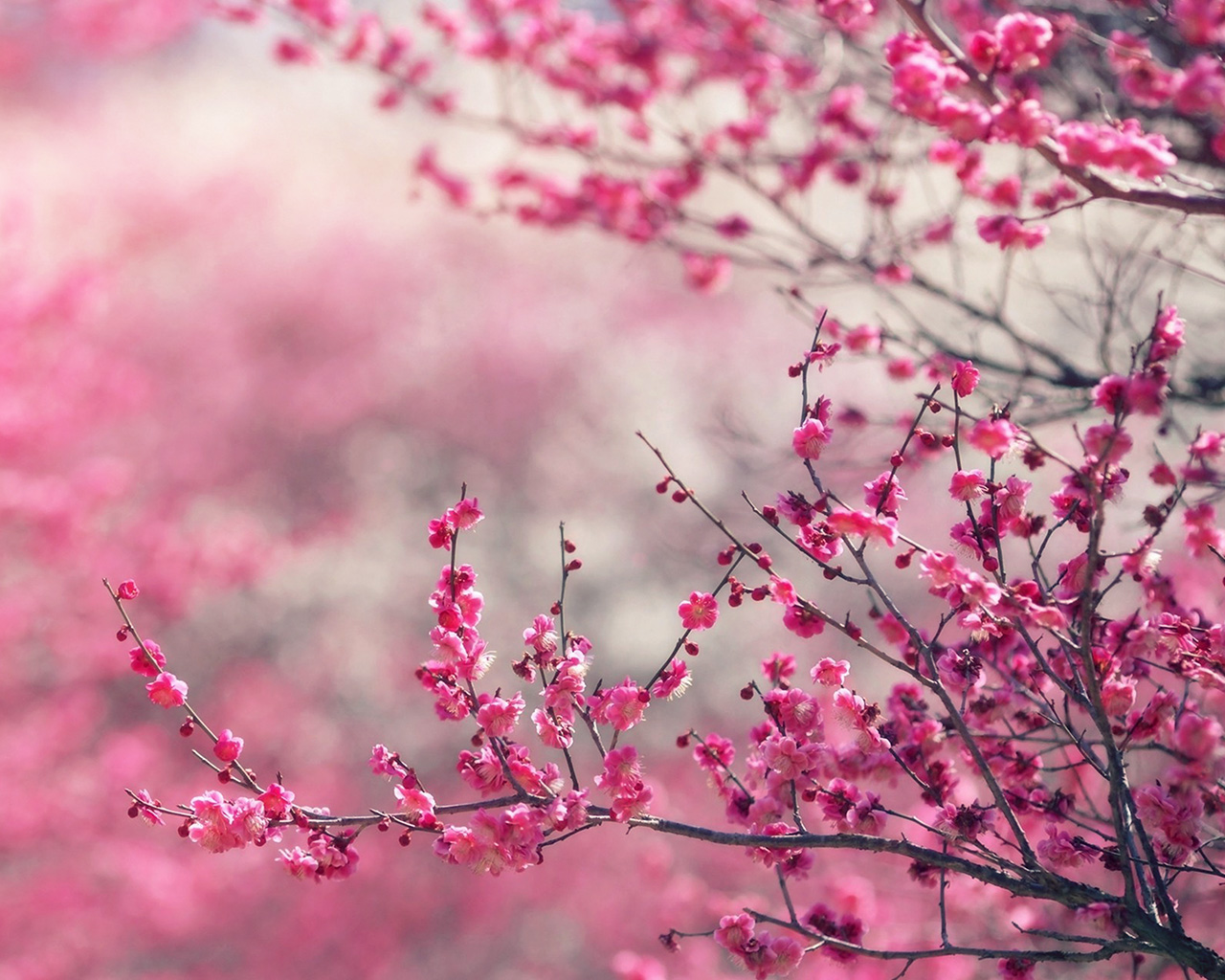 Pink Blossom Nature Flower Spring Love Wallpaper