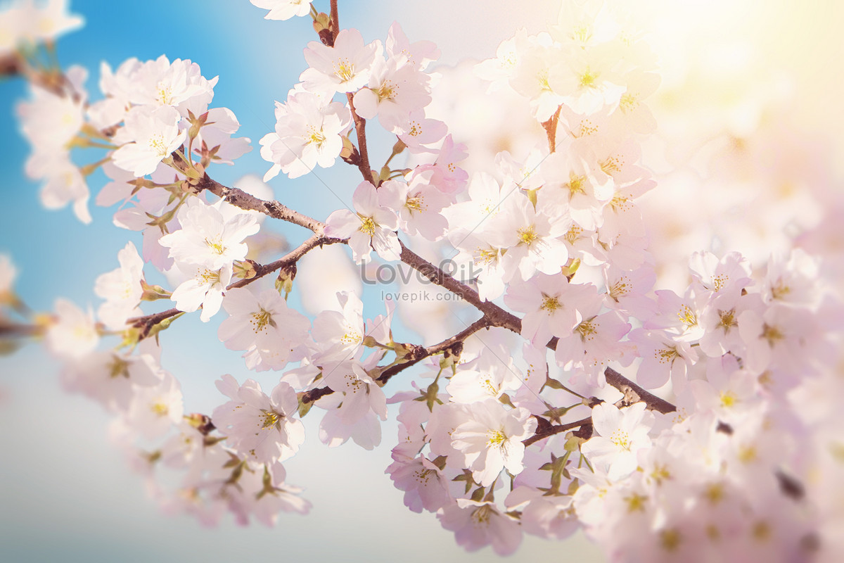 Beautiful Floral Spring Background Download Free. Banner Background Image