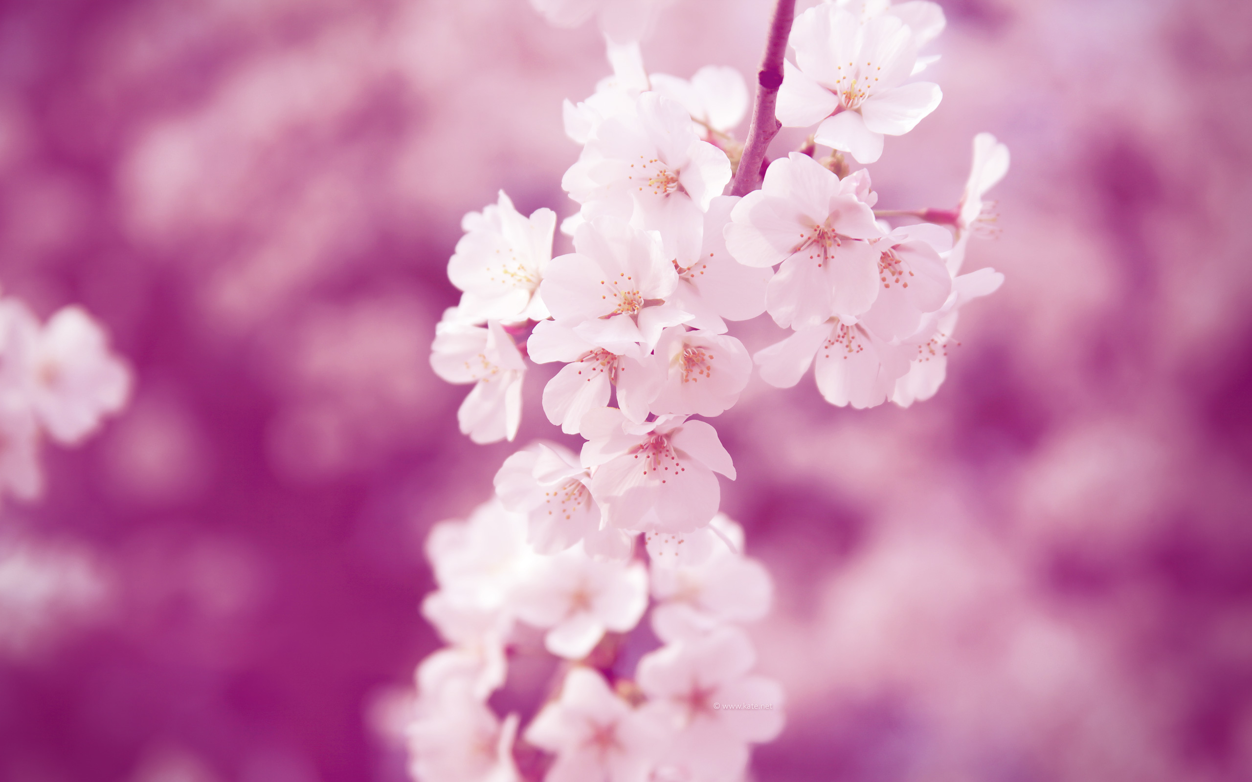 Spring Wallpaper by Kate.net