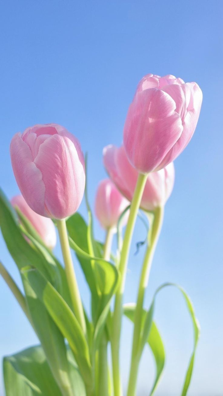 Góc ảnh. Flower aesthetic, Flower phone wallpaper, Love pink wallpaper