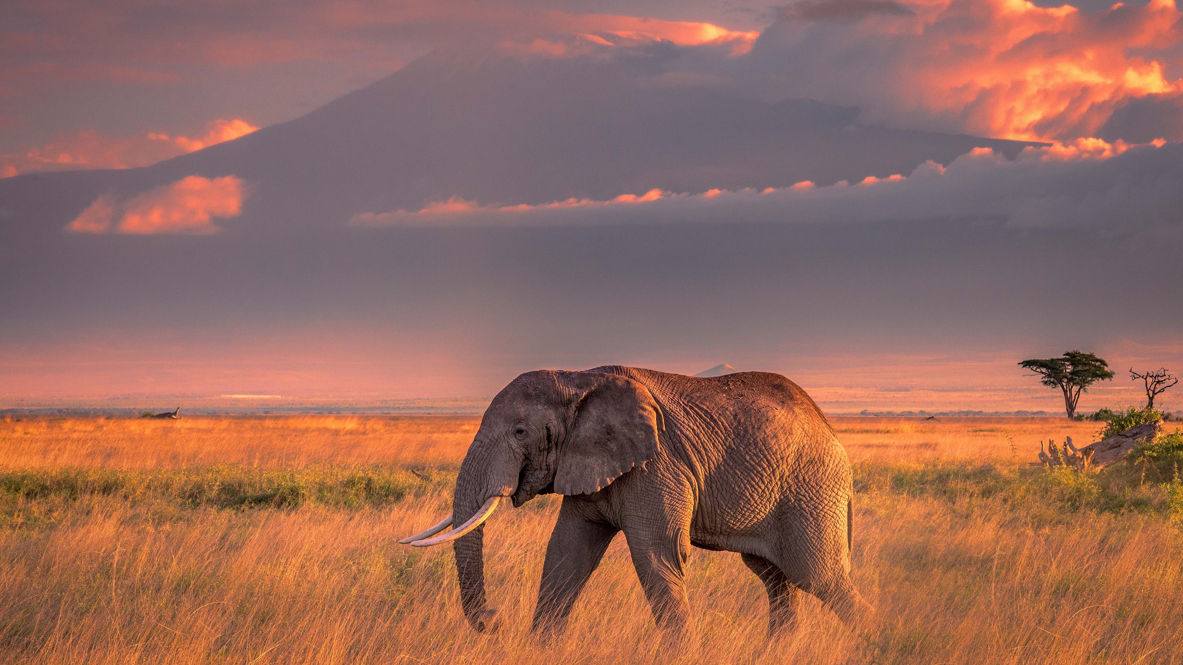 Wallpaper One elephant, grass, clouds 3840x2160 UHD 4K Picture, Image