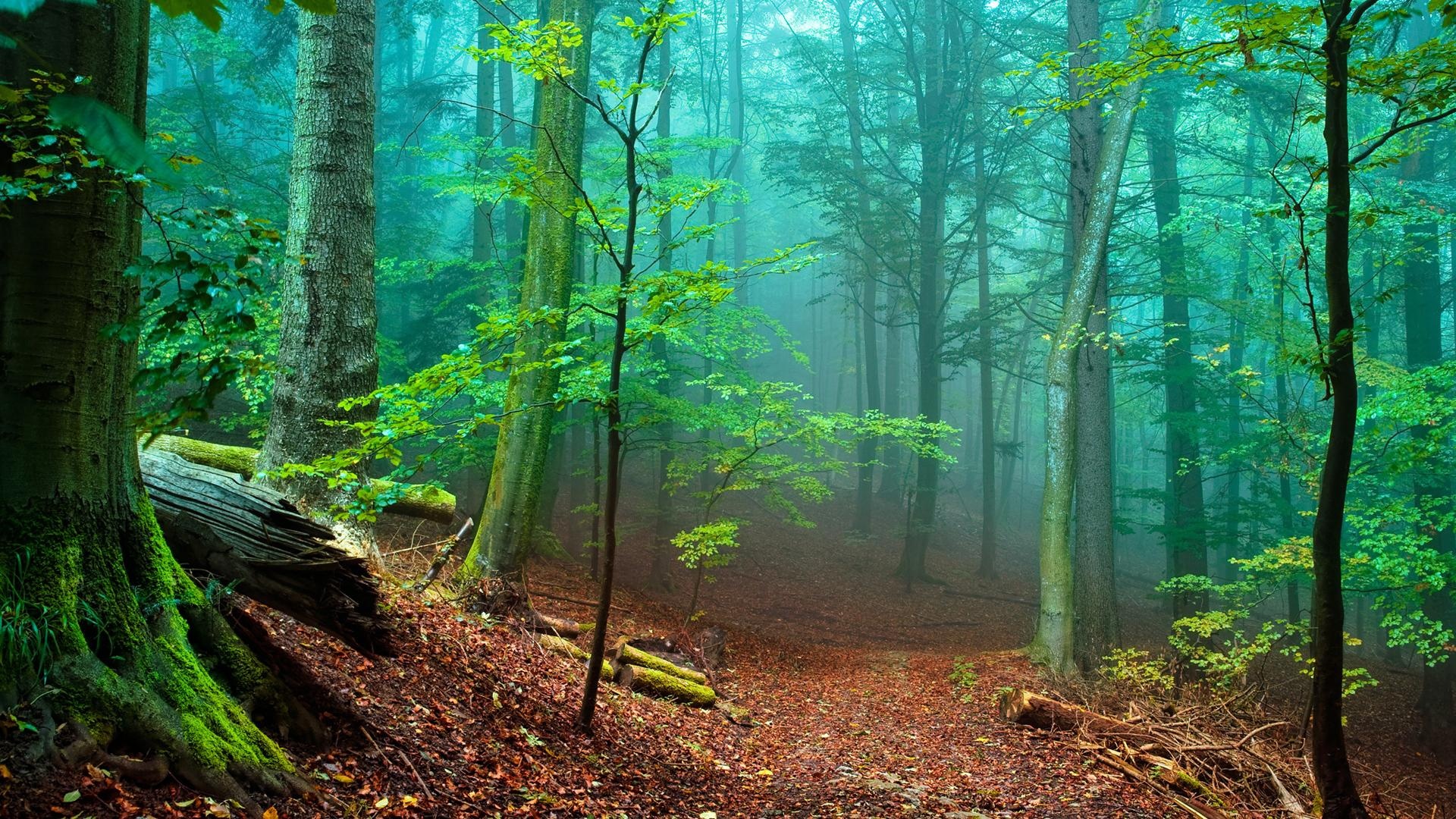 Forest Anime Background 84