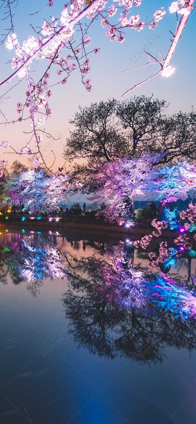 Cherry Blossom High Resolution