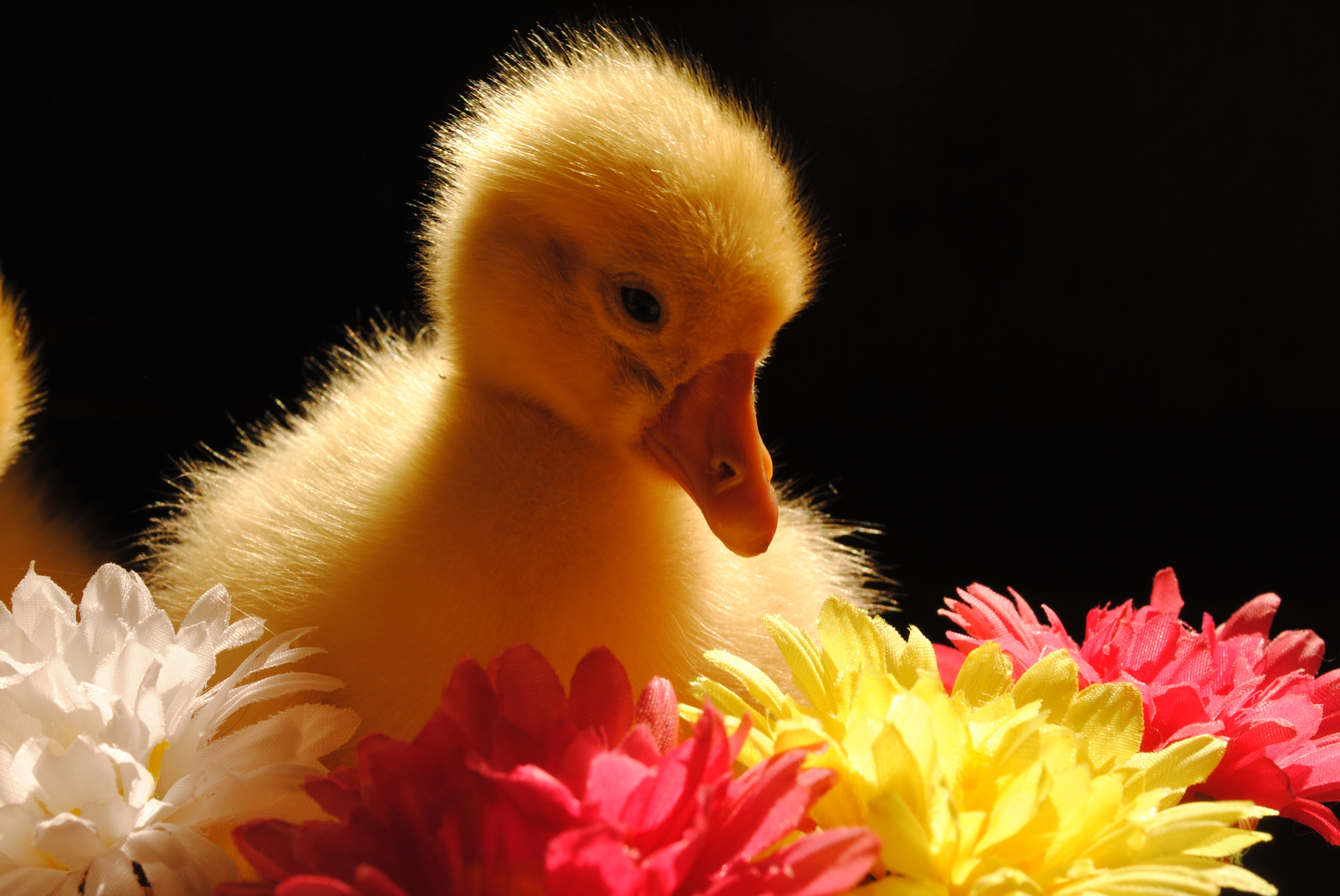 Charming Duckling Surrounded