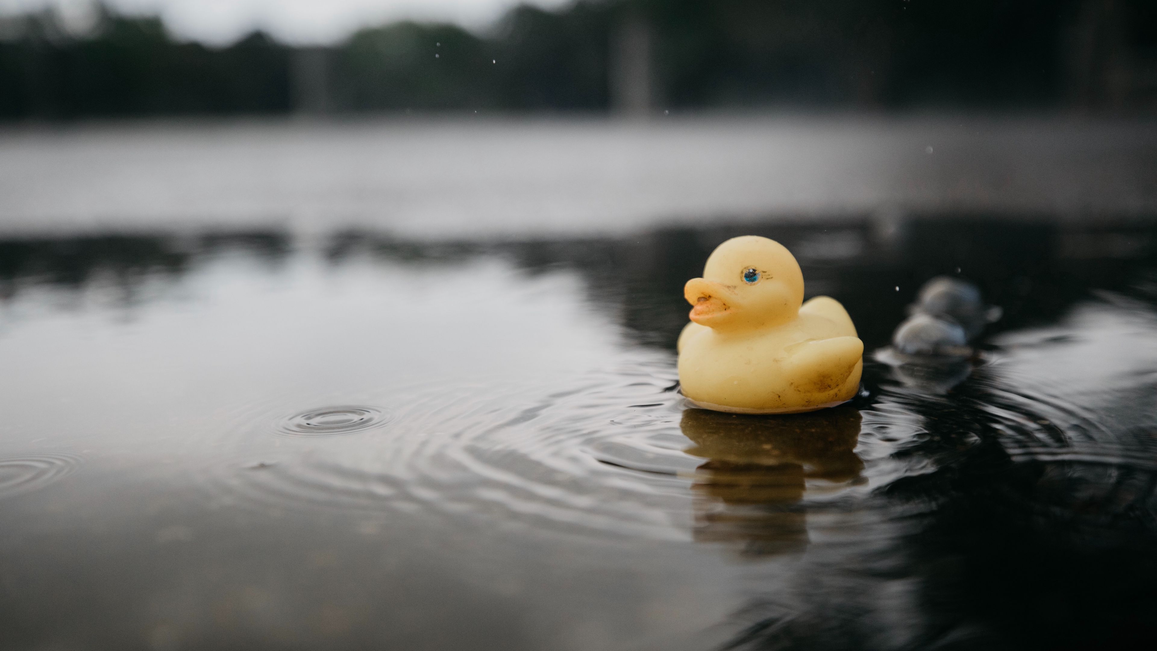 rubber duck, duck, toy, puddle, water
