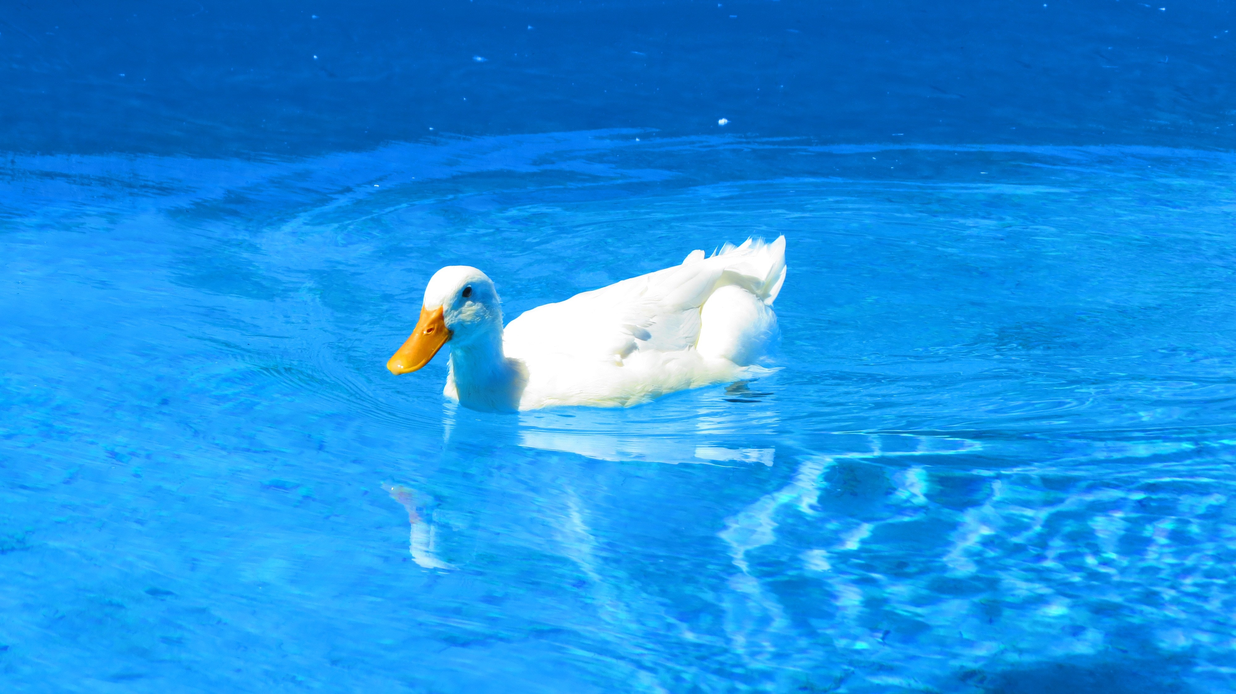 Duck 4K Gallery HD
