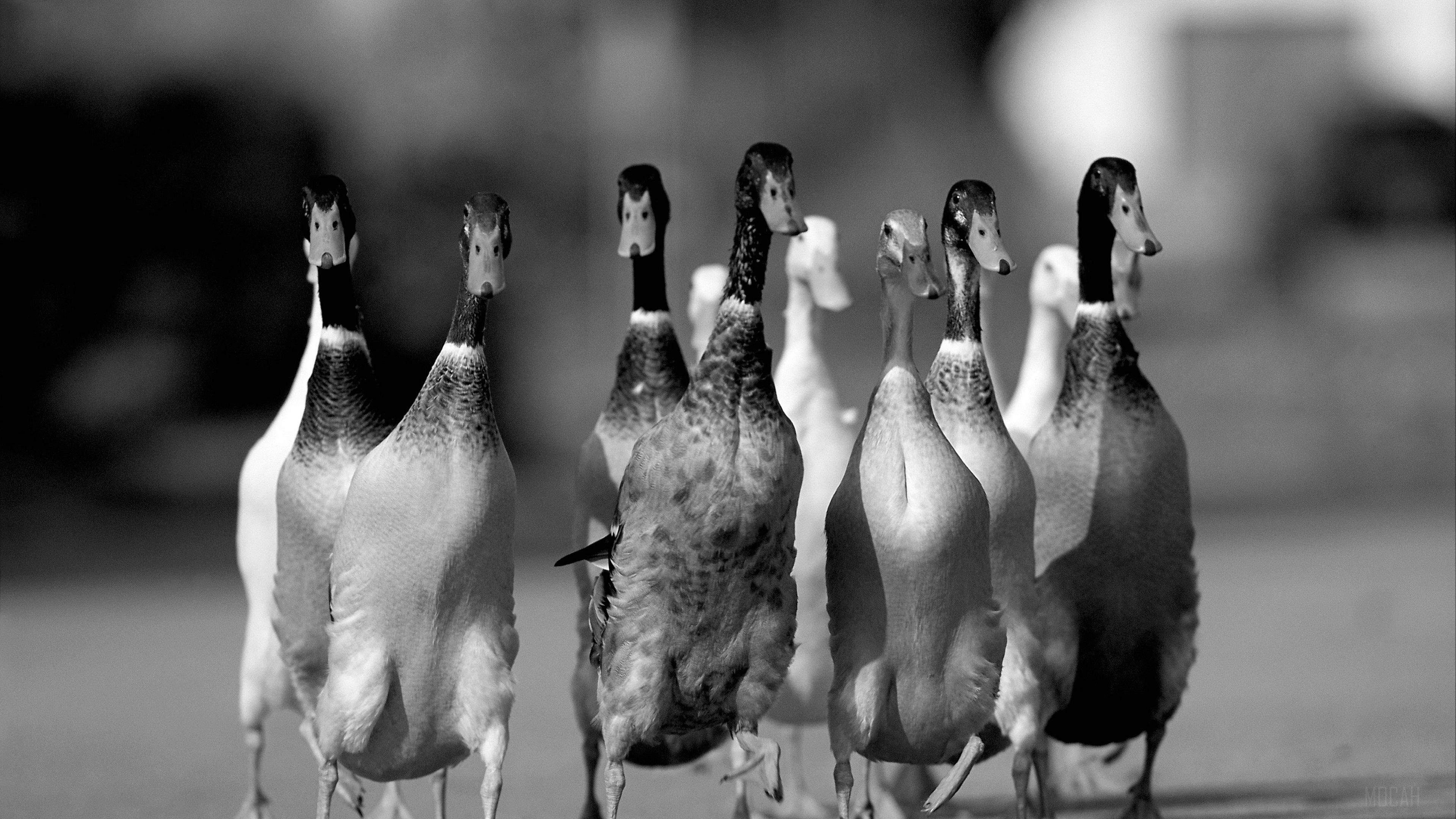 ducks, flock, road 4k