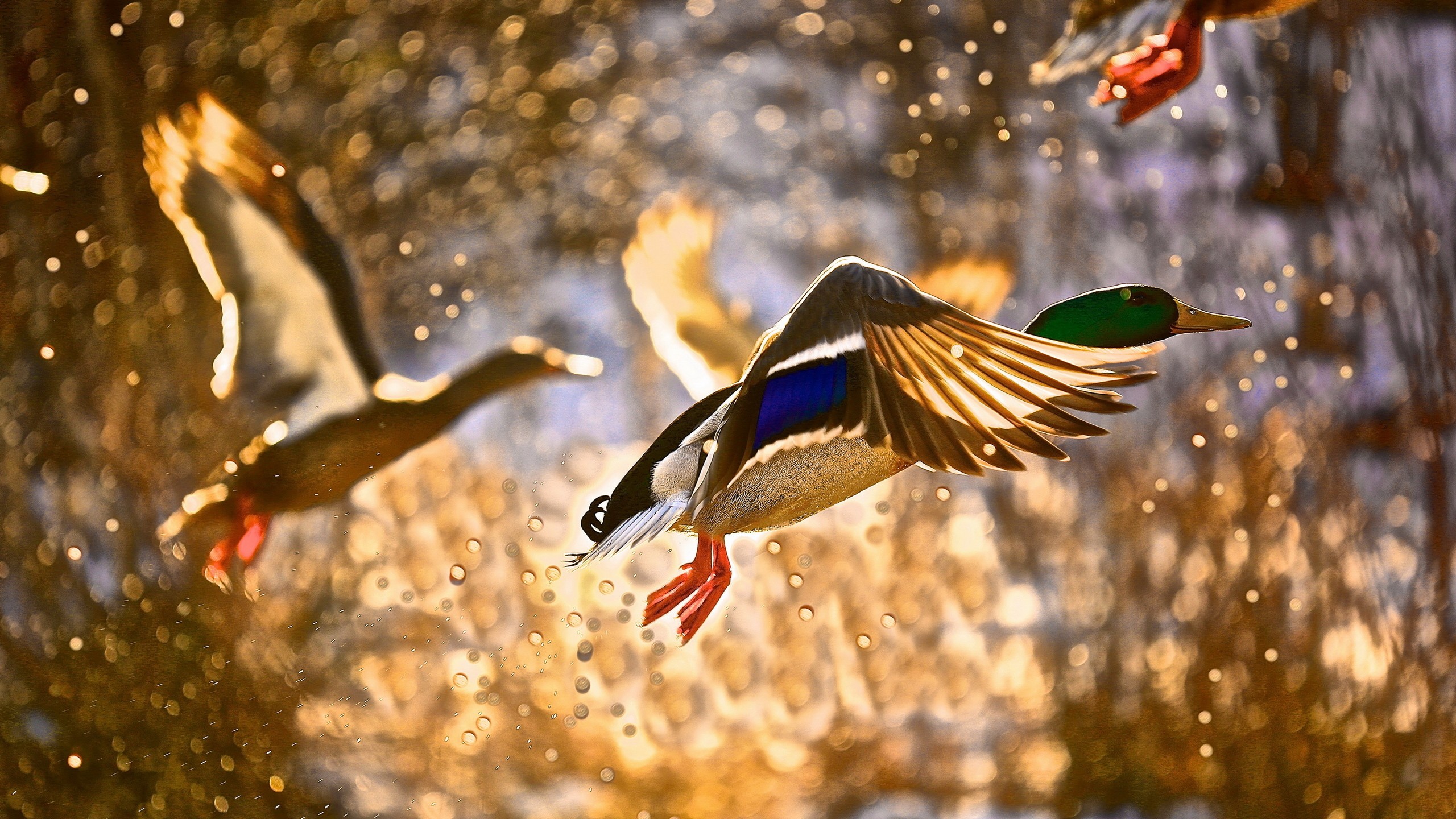 Wallpaper Duck, flight, drops, sun
