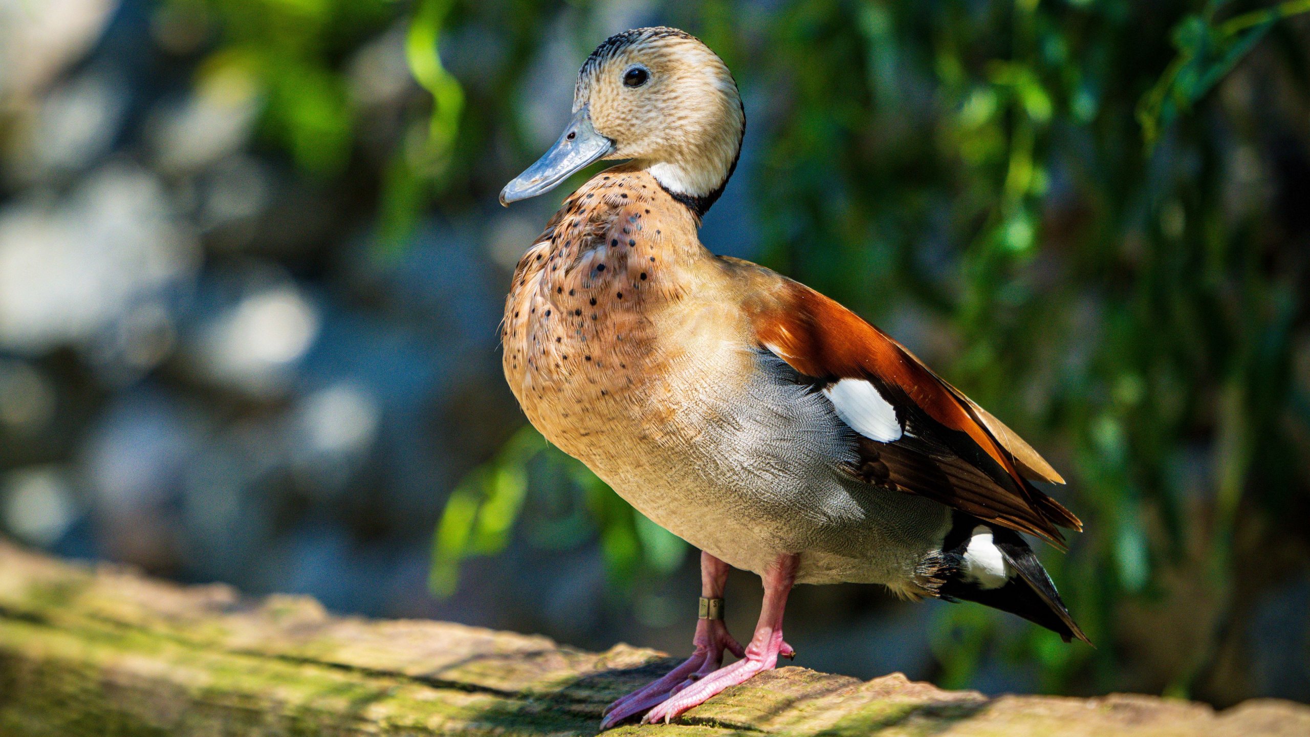 Small duck Wallpaper 4k Ultra HD