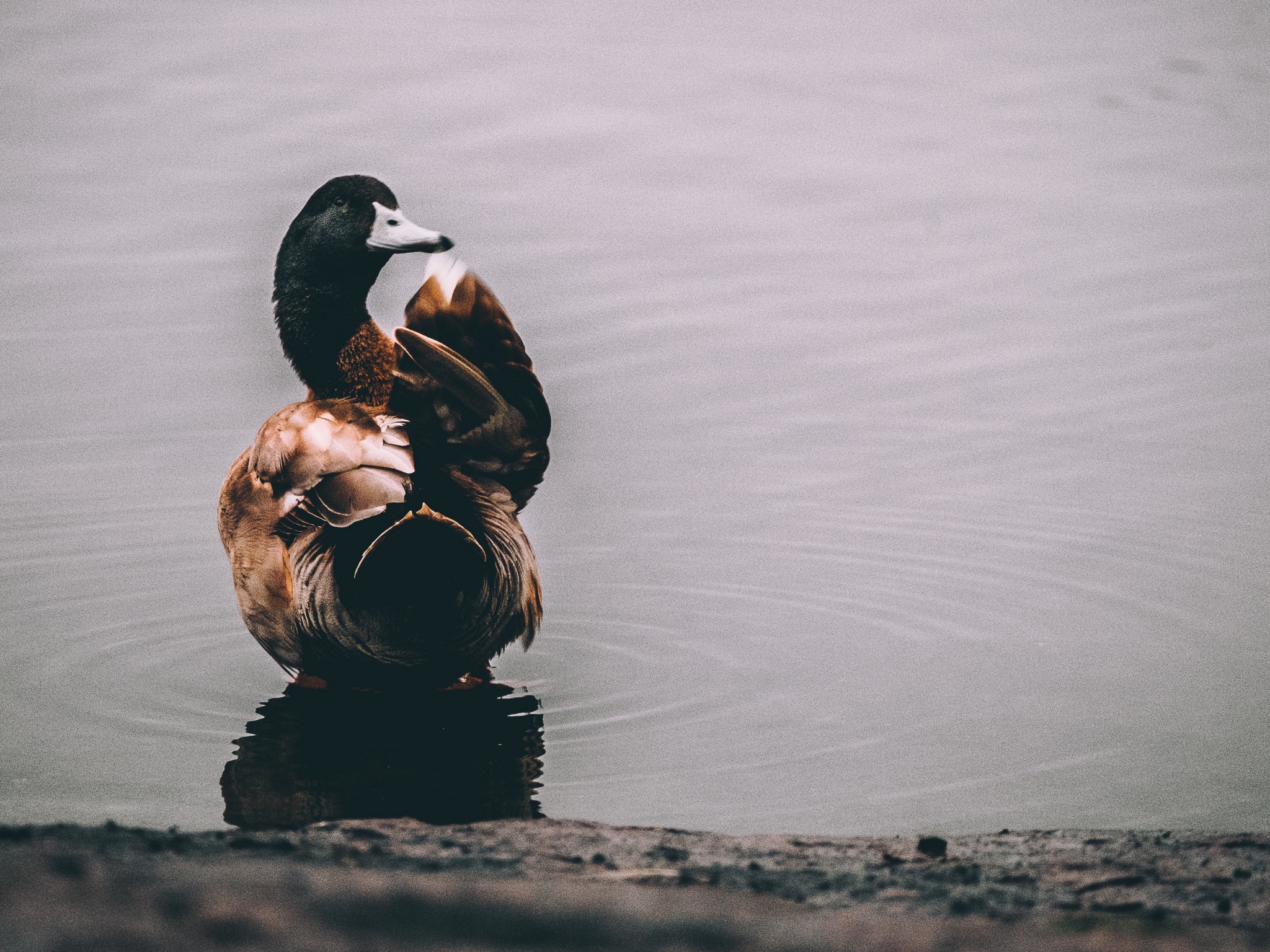 Wallpaper 4k duck, lake, bird 4k Wallpaper