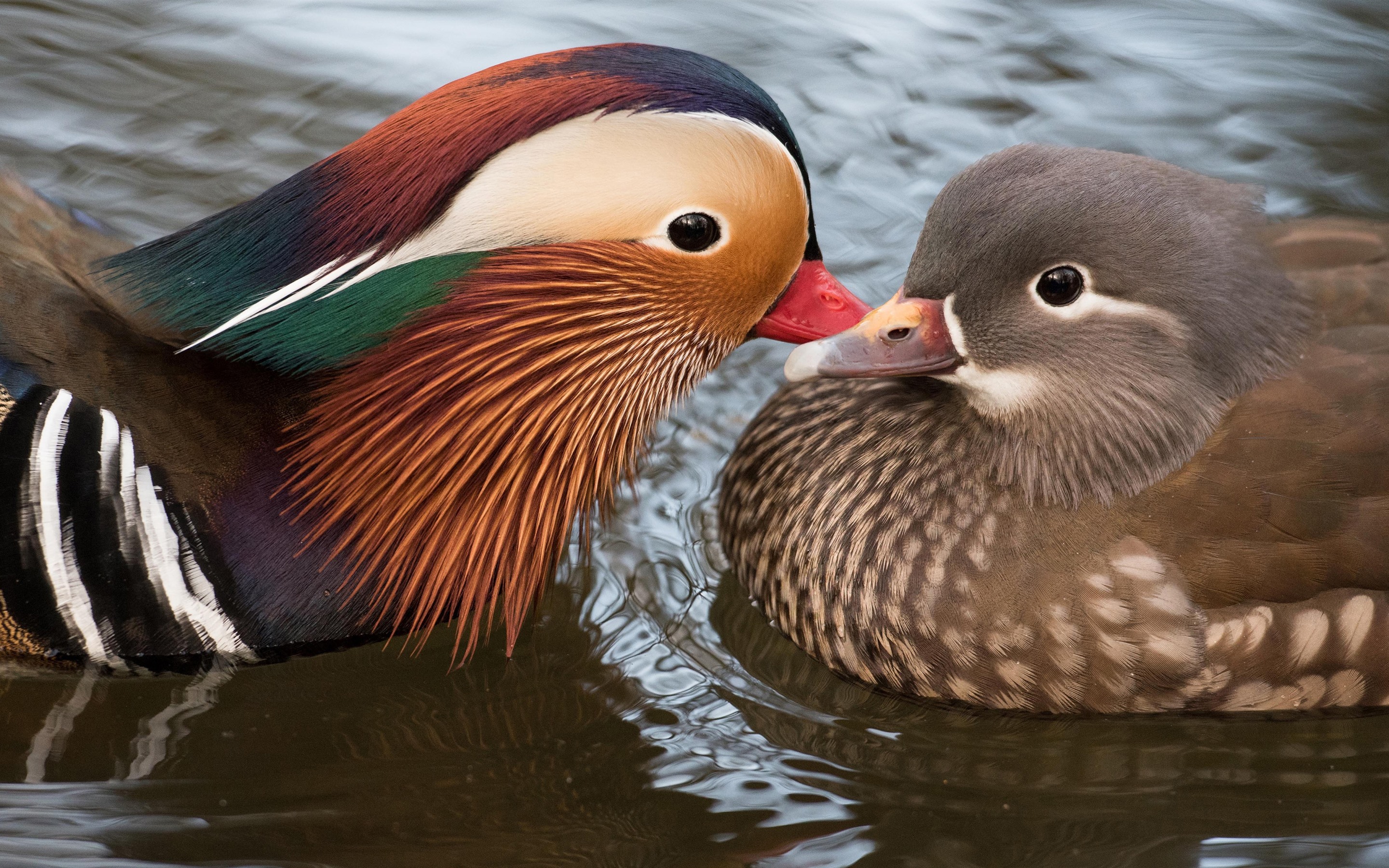 Wallpaper Two birds, mandarin duck