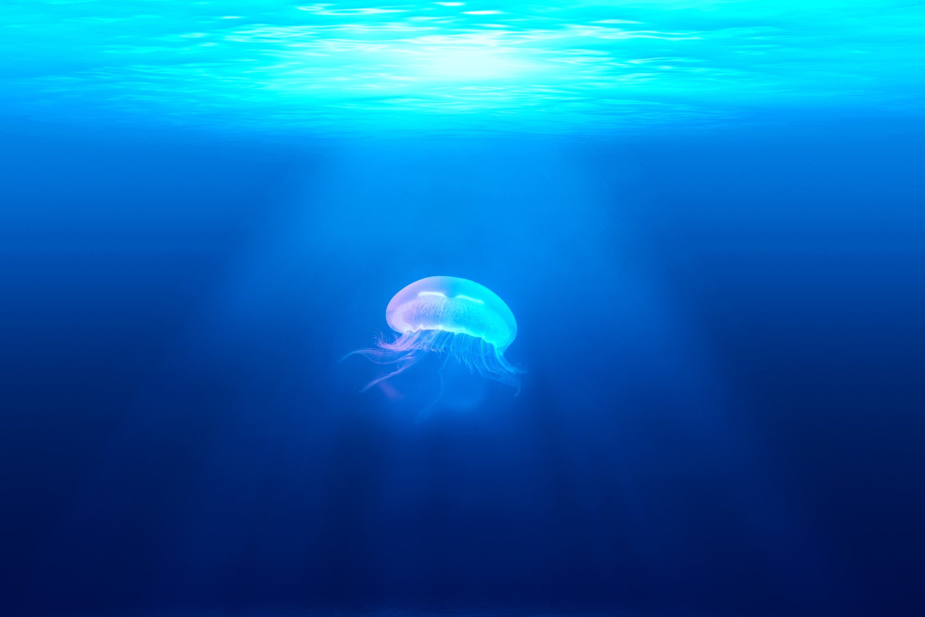3000x2000 wallpaper hd, amazing wallpaper, HD background, jellyfish, pretty background, marine, wallpaper, desktop background, desktop background, animal wallpaper, sea, glowing, underwater, light, desktop wallpaper, ocean, water