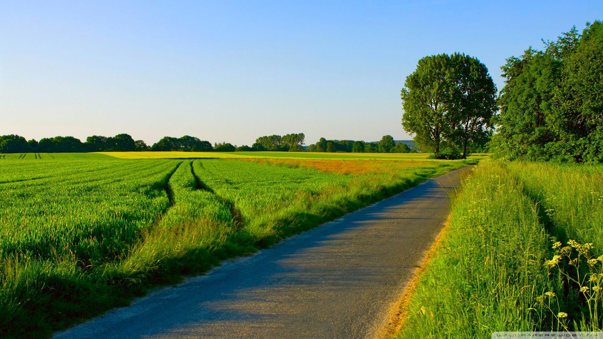 Summer Nature Wallpaper