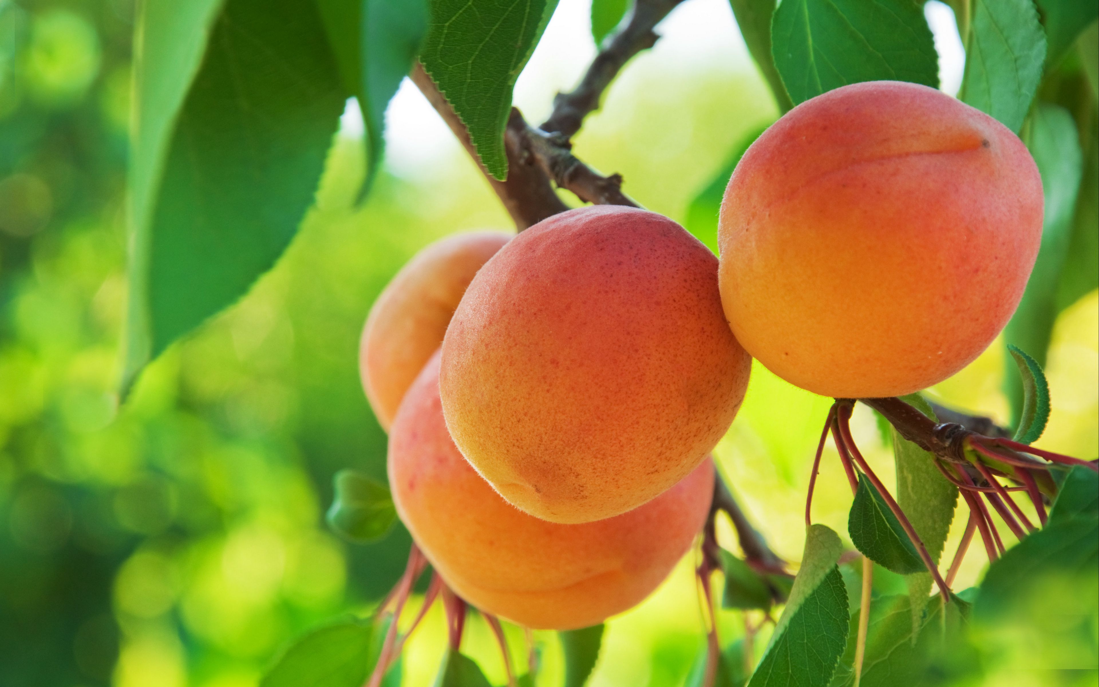 Download wallpaper 3840x2400 peach