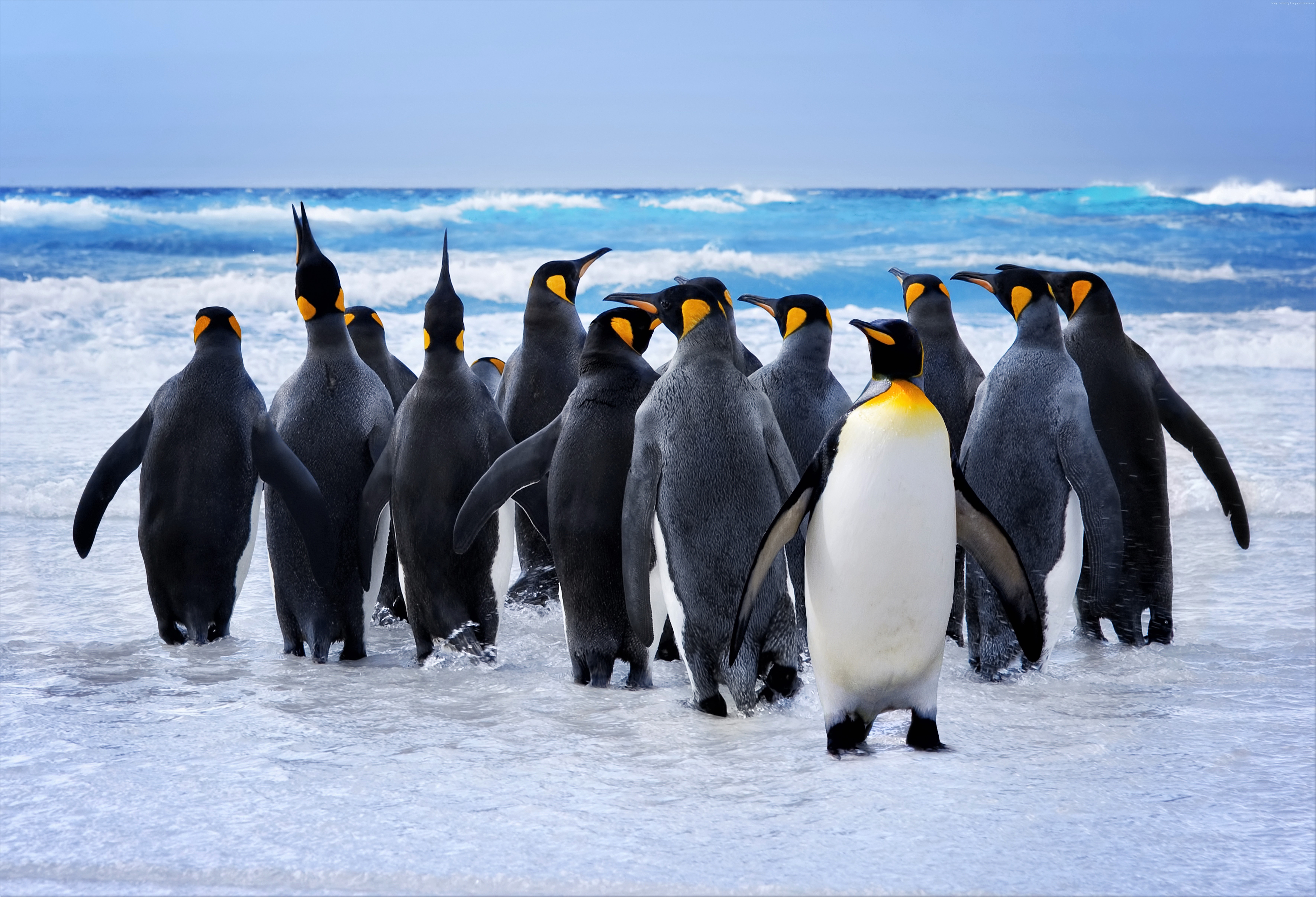 4K King Penguin Wallpaper. Background