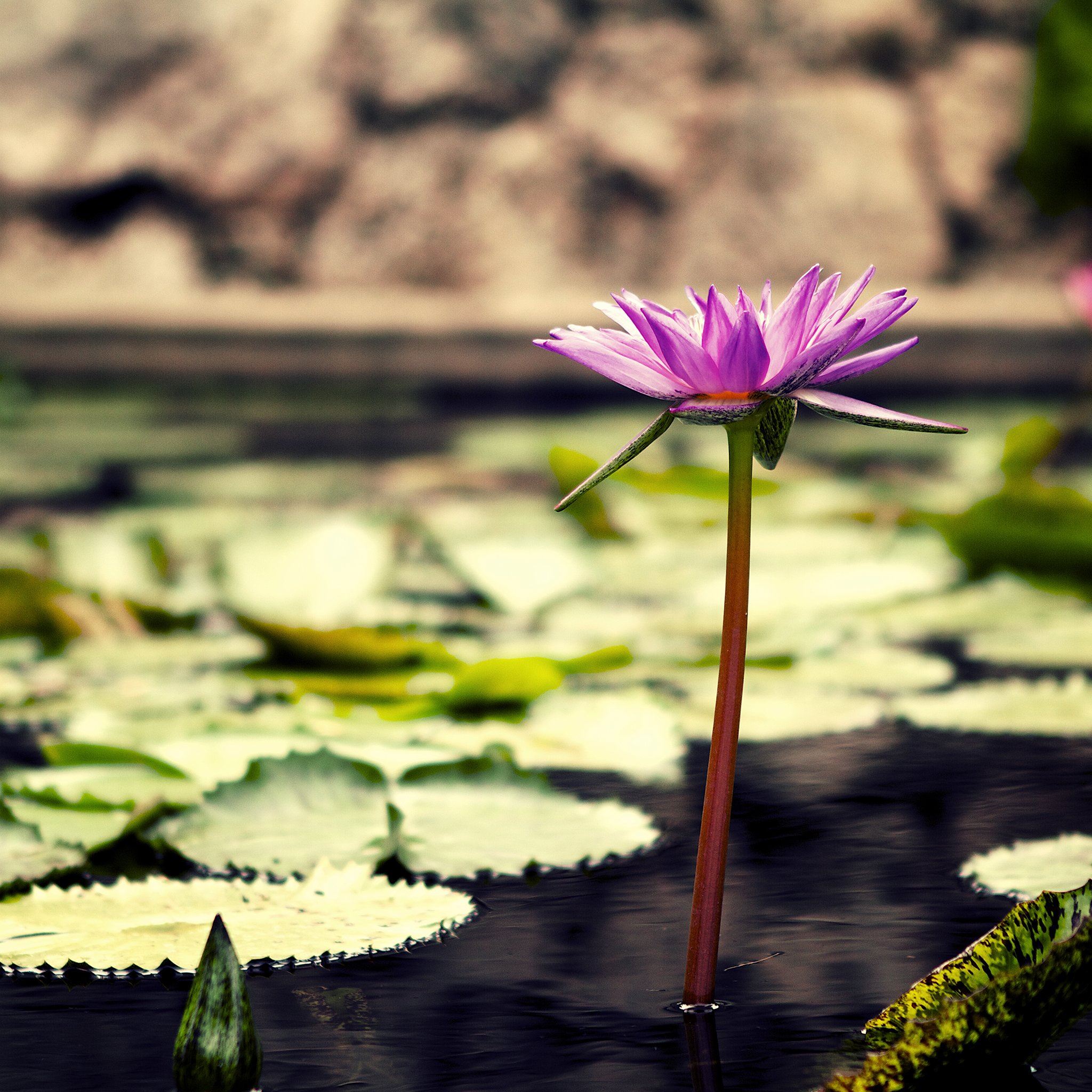Nature Summer Lotus Lily Flower