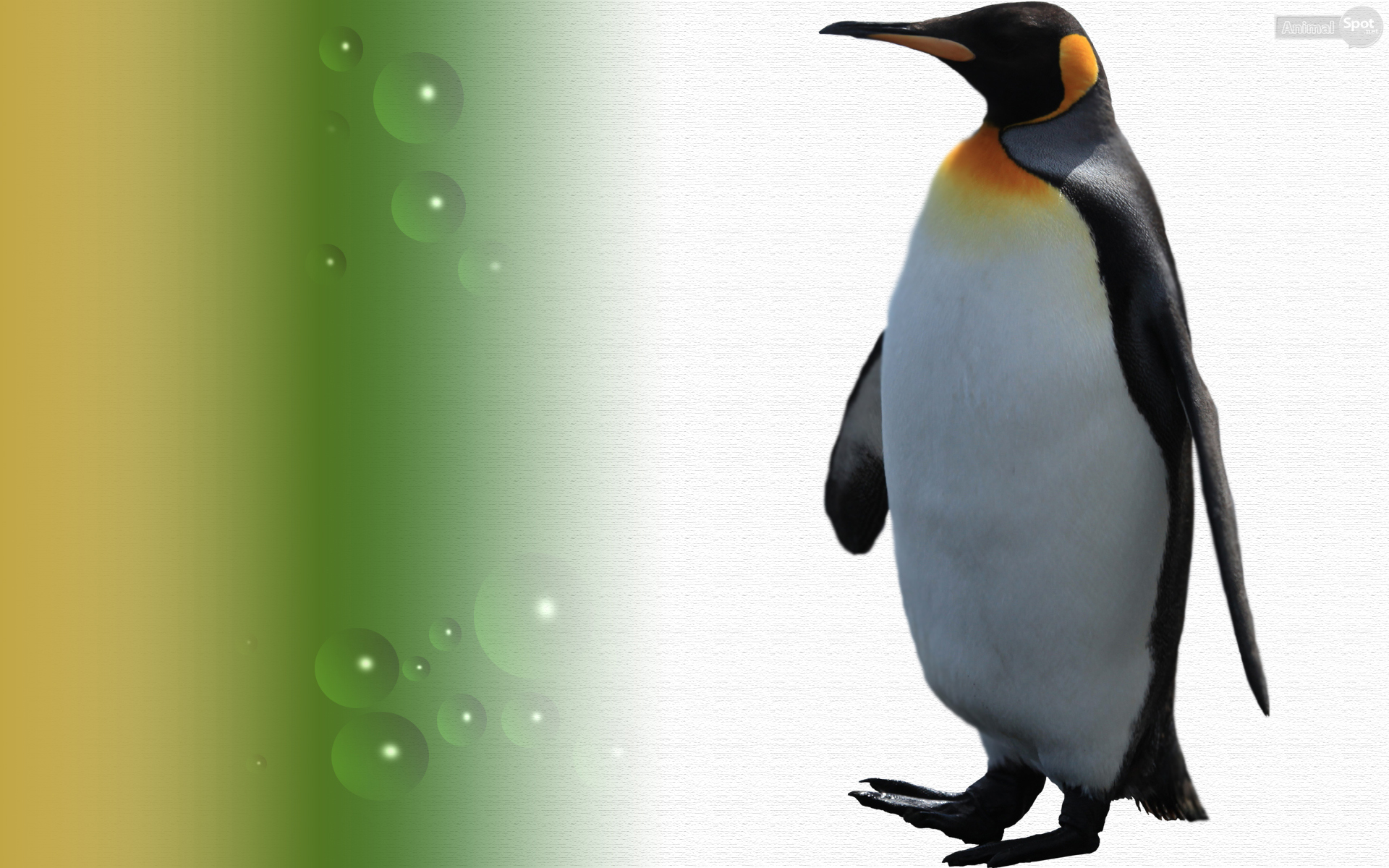 Penguin Wallpaper