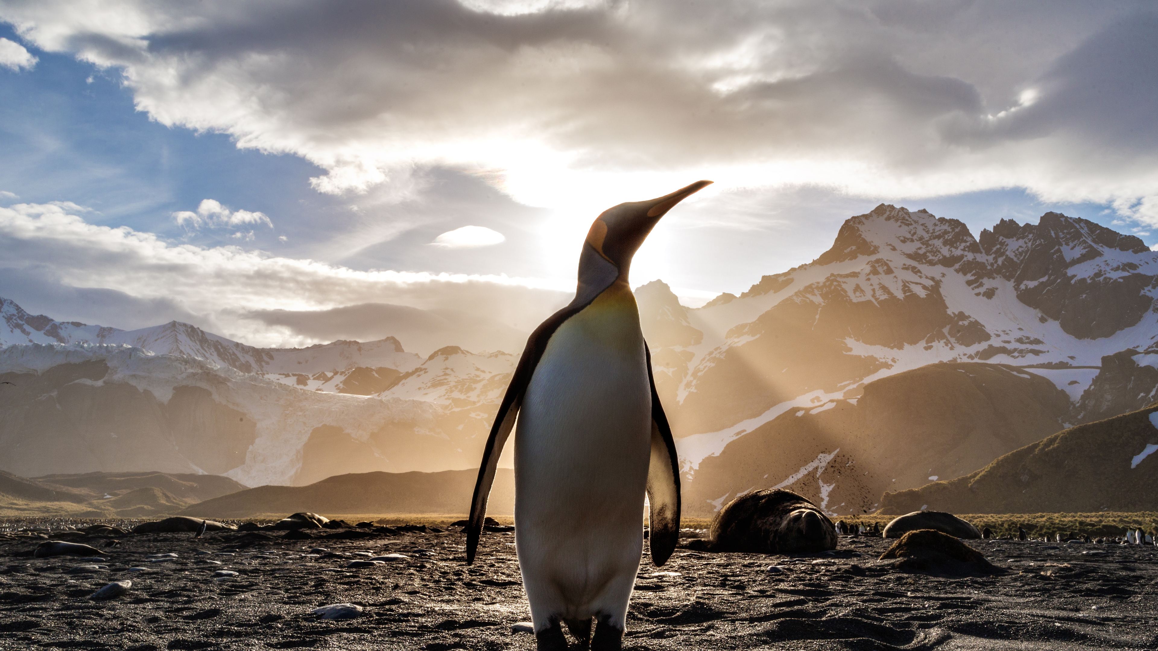 Wallpaper 4k Penguin Looking Out 4k