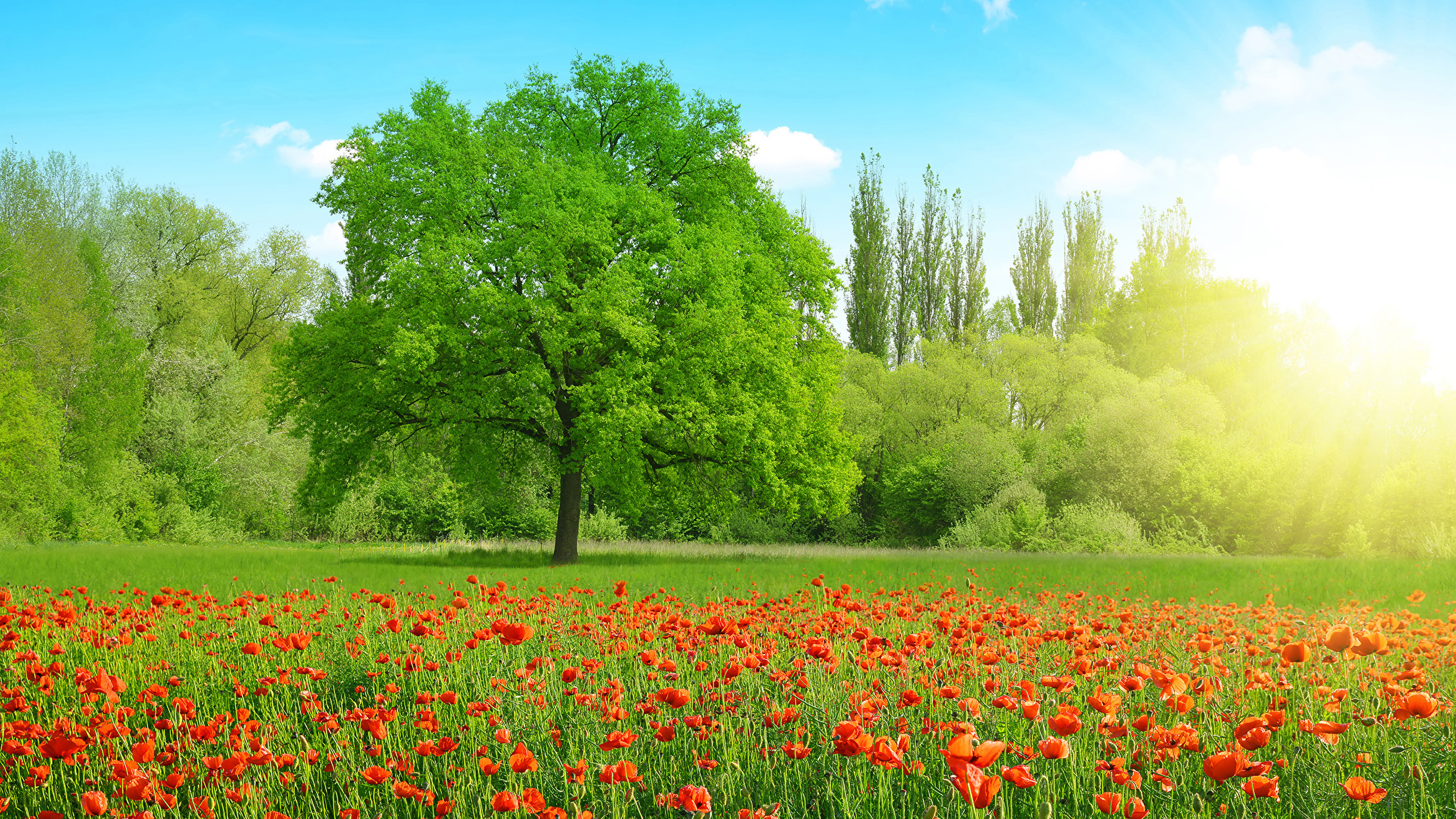 Nature Fields Poppies Trees 2560x1440