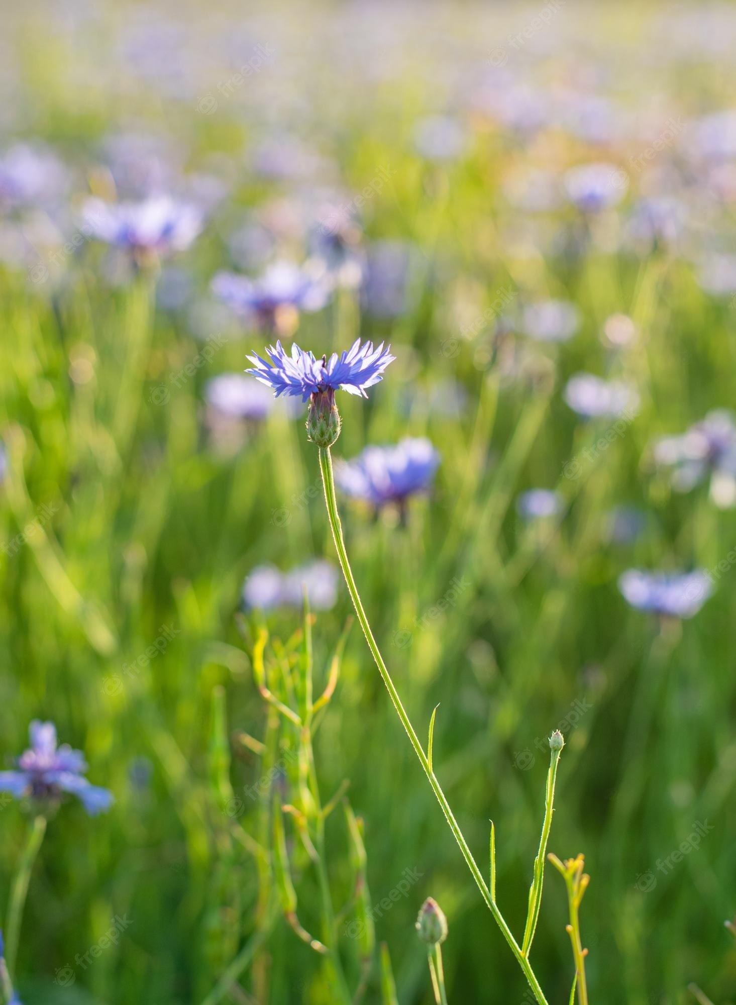 Macro Summer Wallpapers - Wallpaper Cave