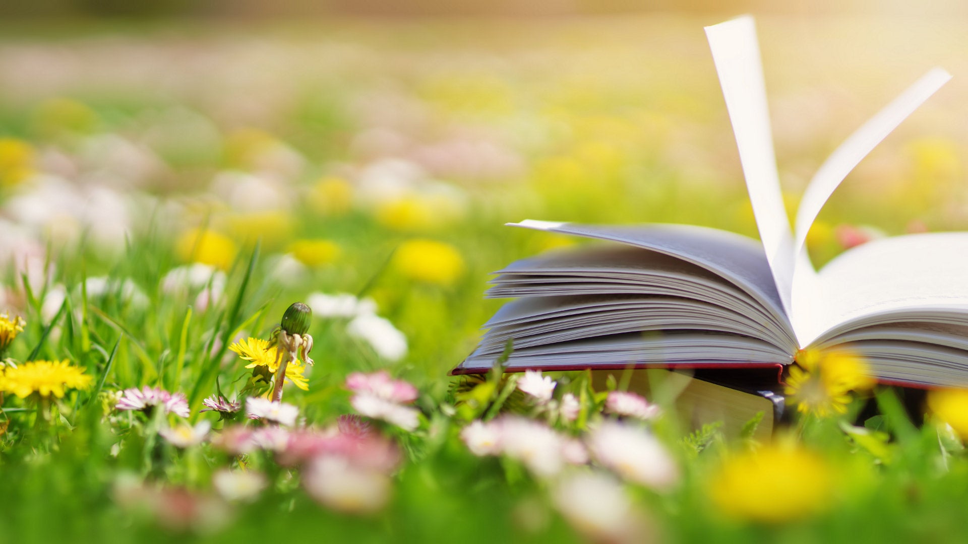 Summer Book Recommendations 2022