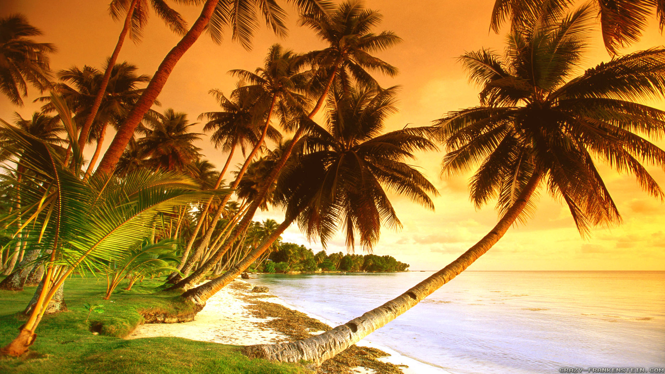 Wallpaper Coconut Tree Near Sea During
