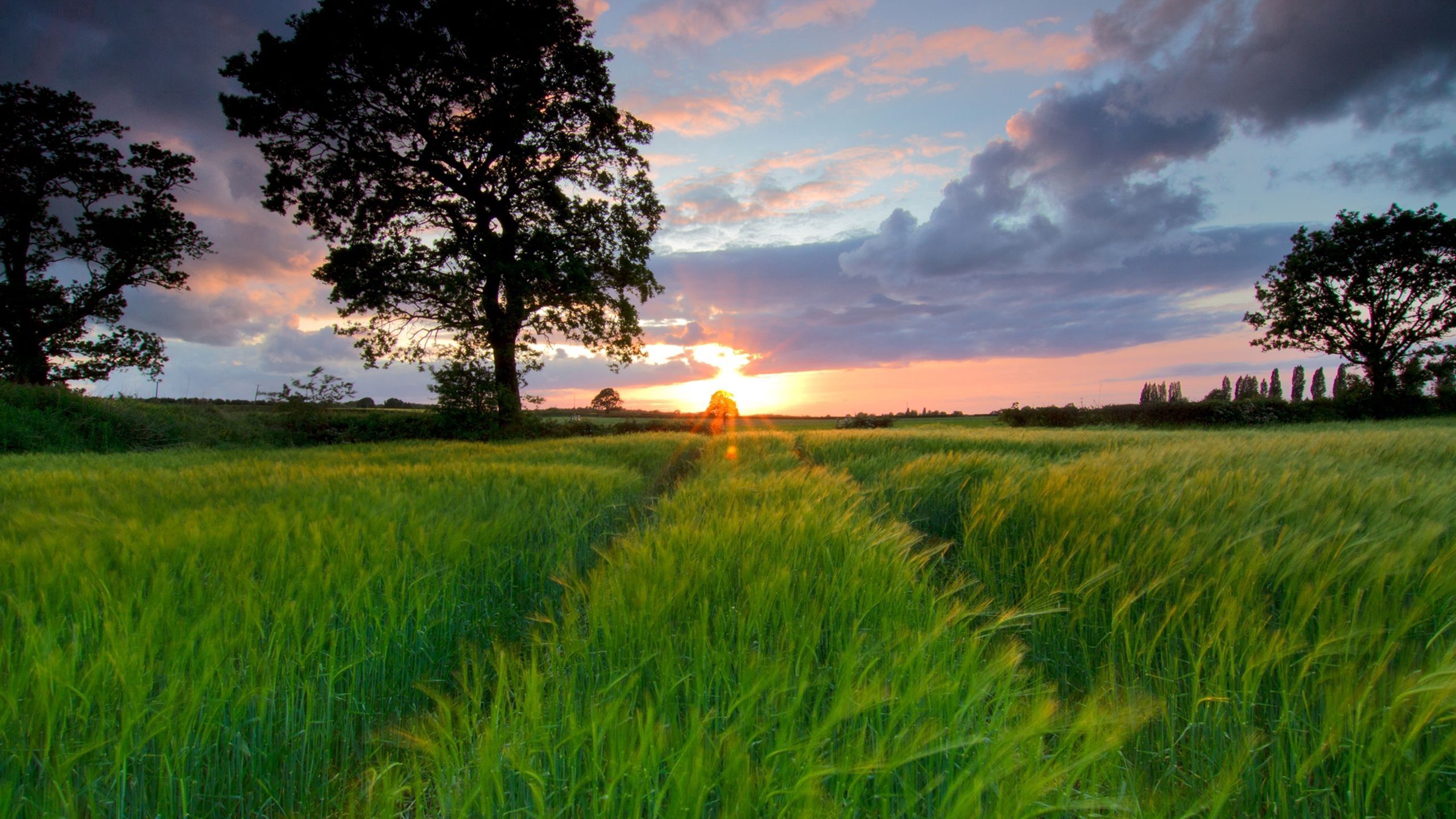 Download wallpaper 2560x1440 field