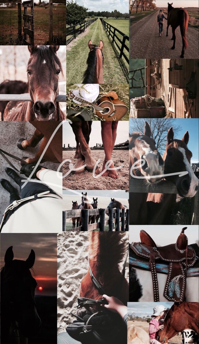 Cute horse picture, Horse wallpaper
