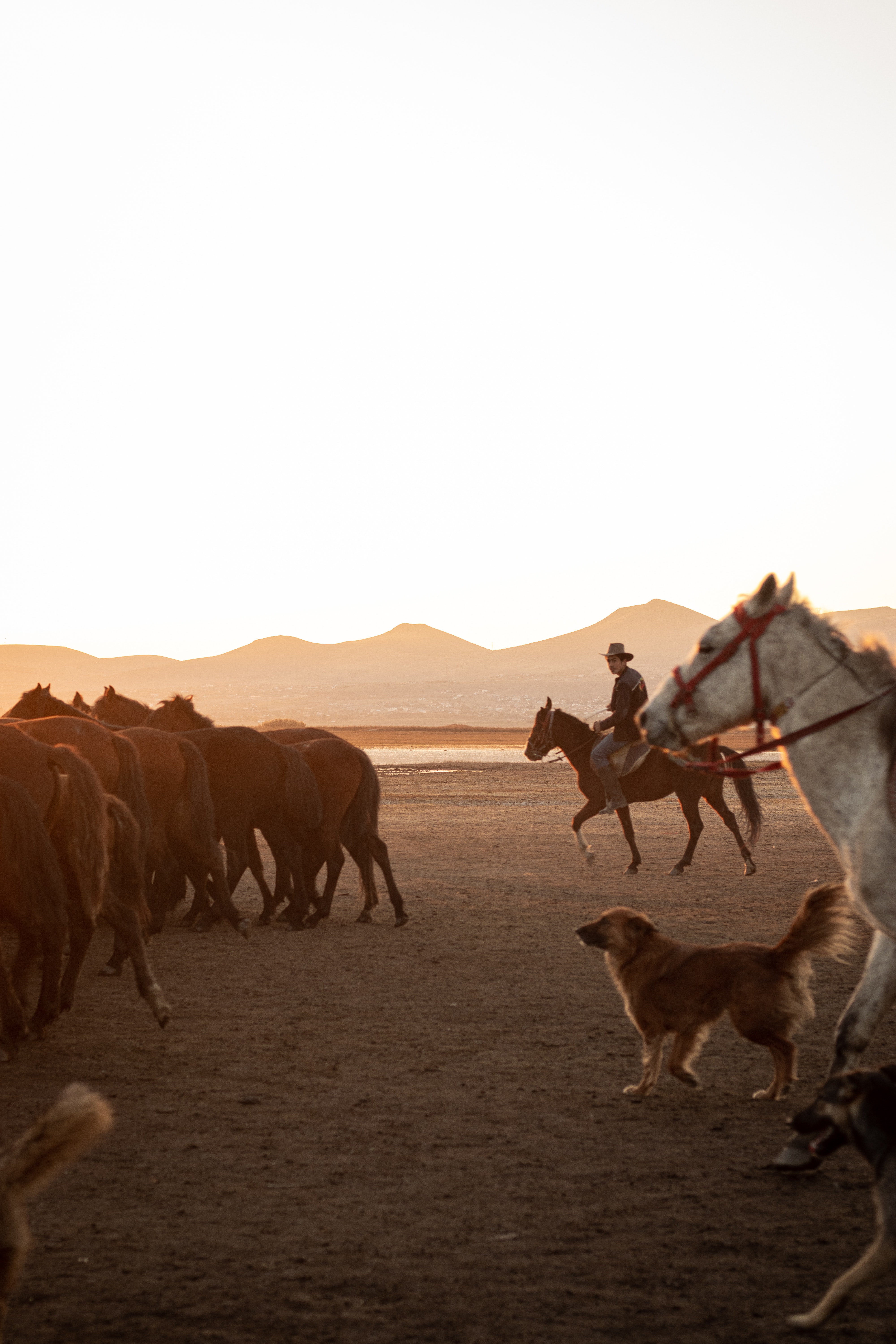 Herding Dog Photo, Download The BEST