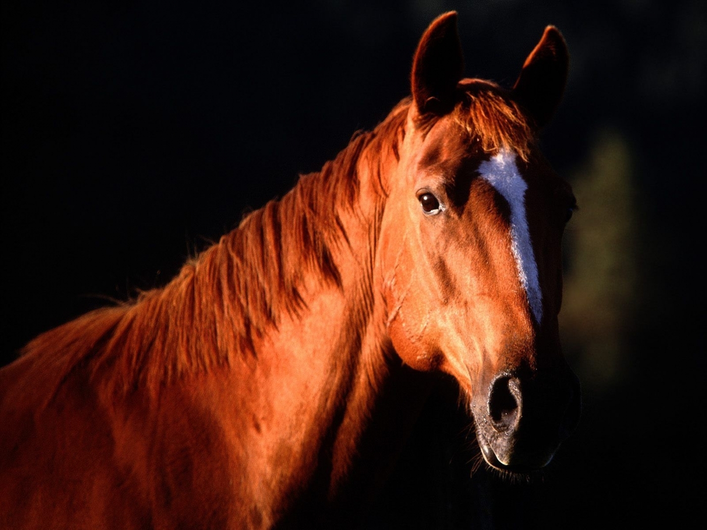 wallpaper: Animals, Horses, 47255