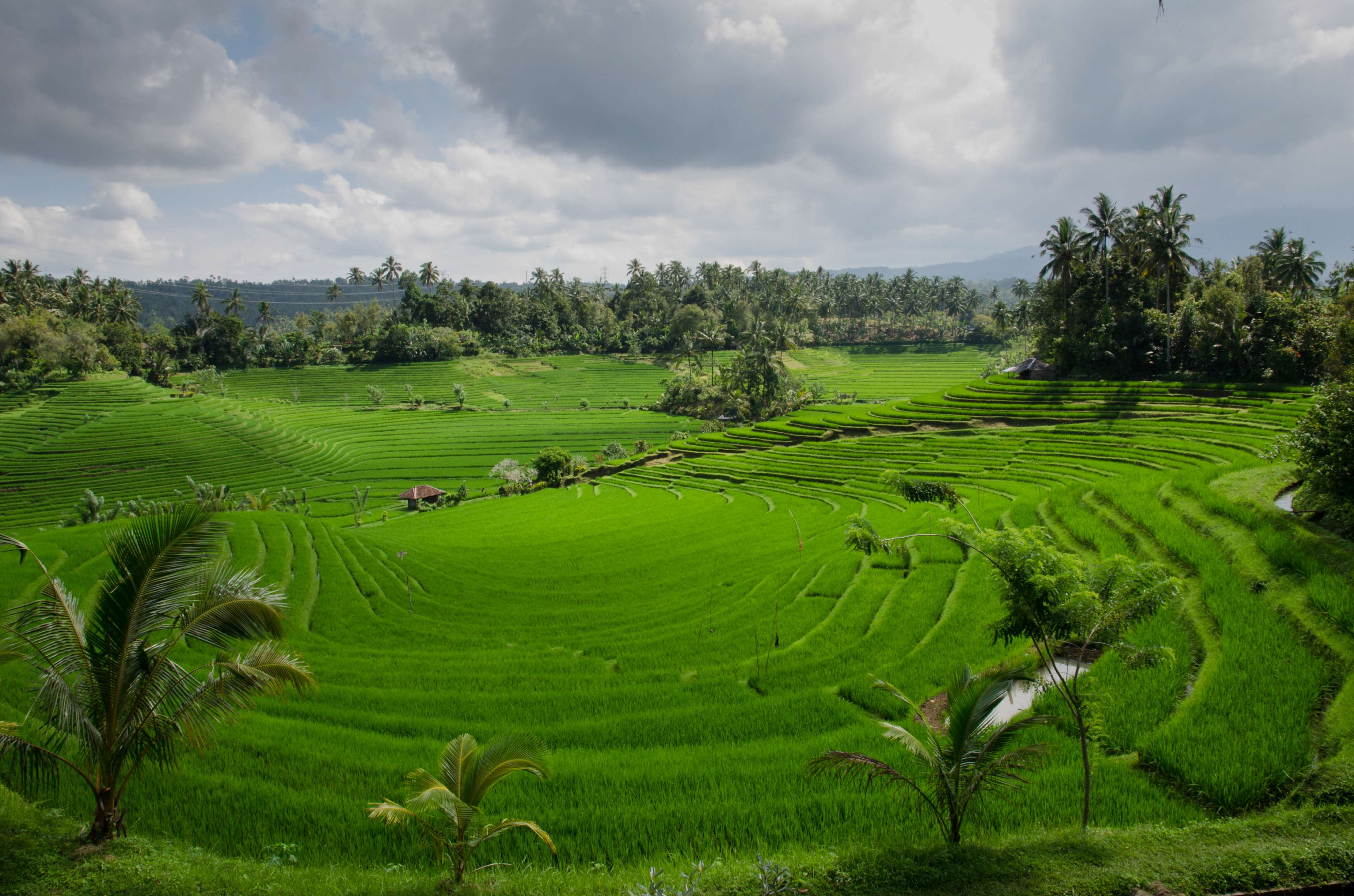 green, indonesia, nature