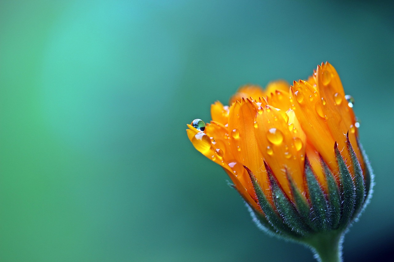 Free Marigold & Calendula Image