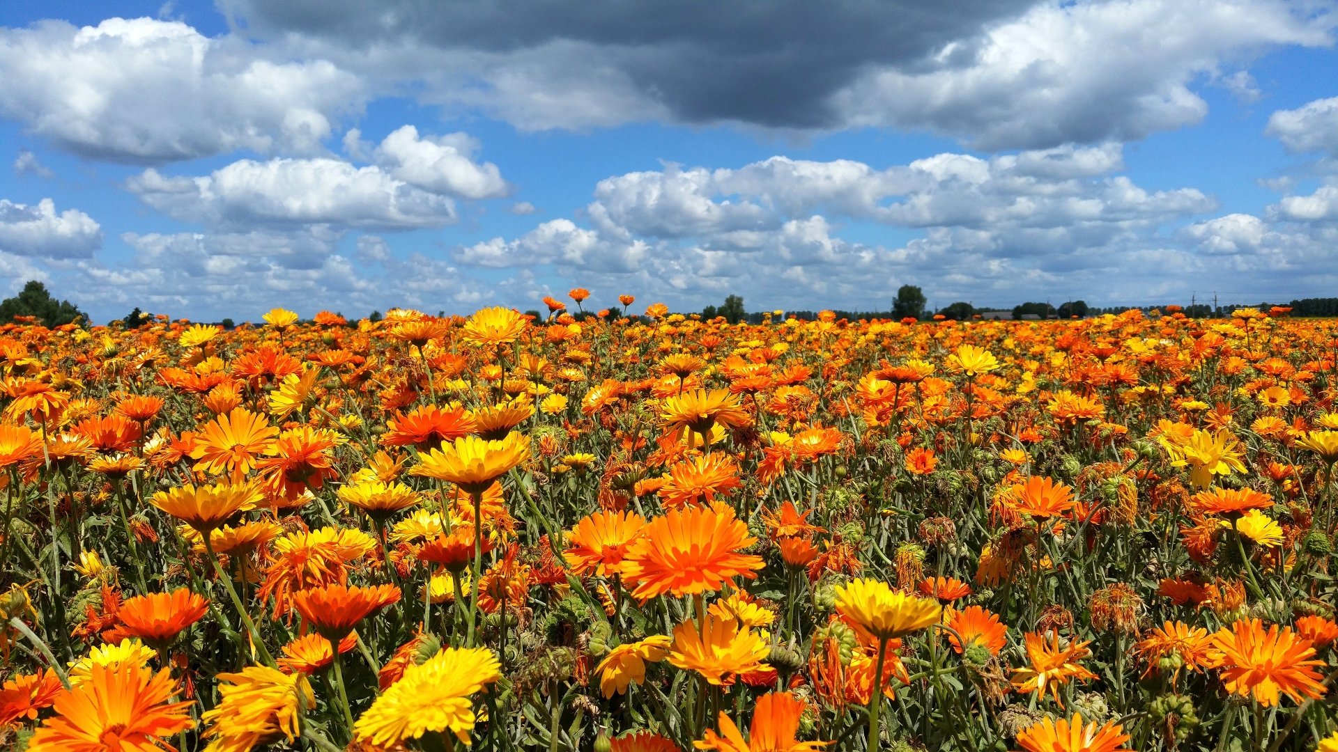 Calendula officinalis flower Photograph by Dan Radi - Fine Art America