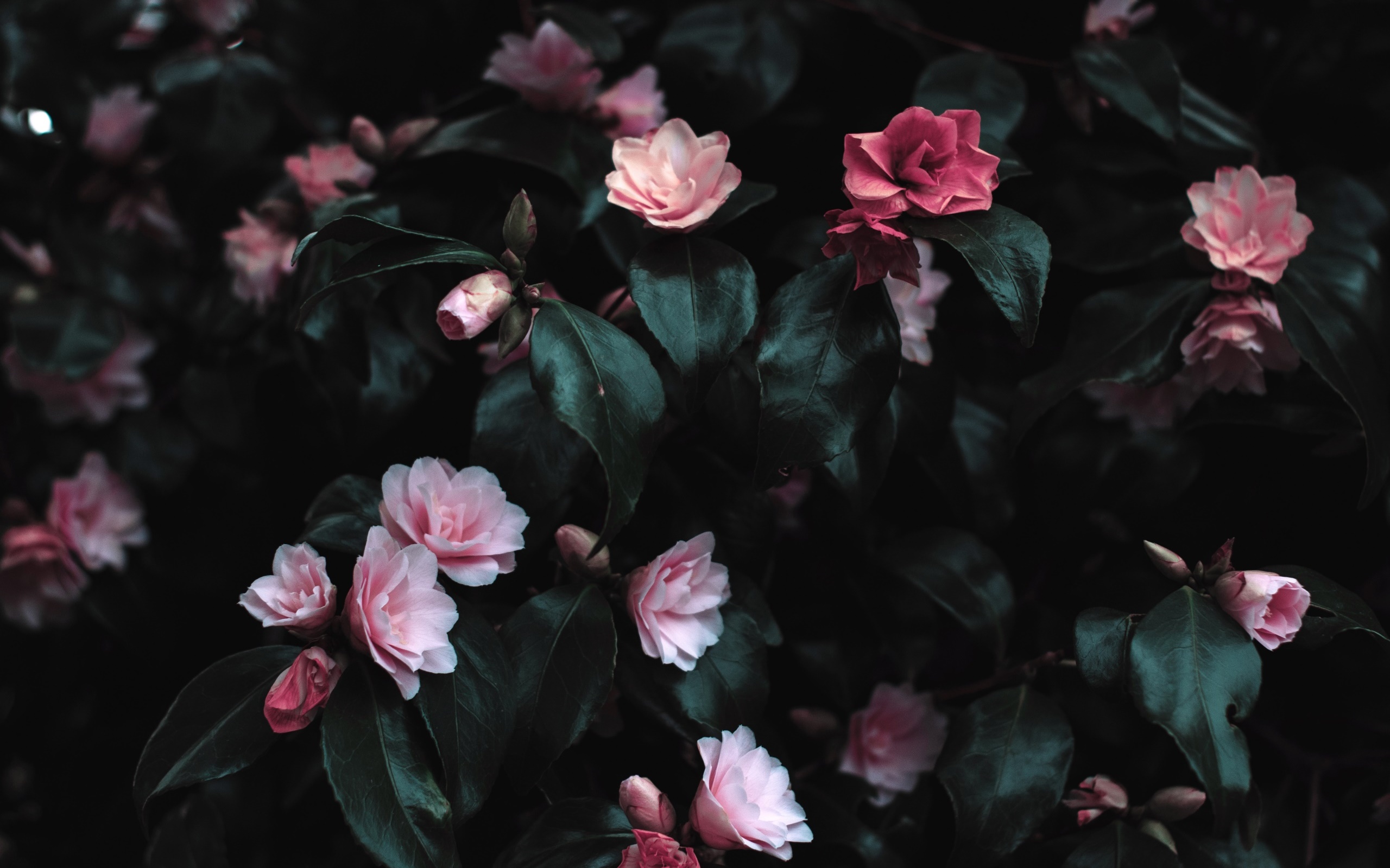 plants, pink flowers, leaves 2560x1600