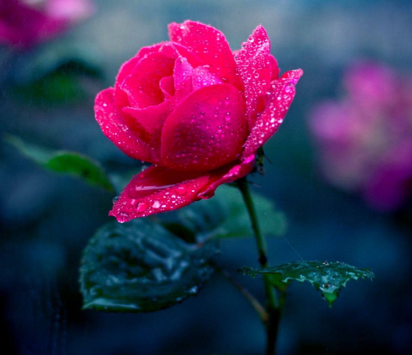 Free download Plants Flowers HD