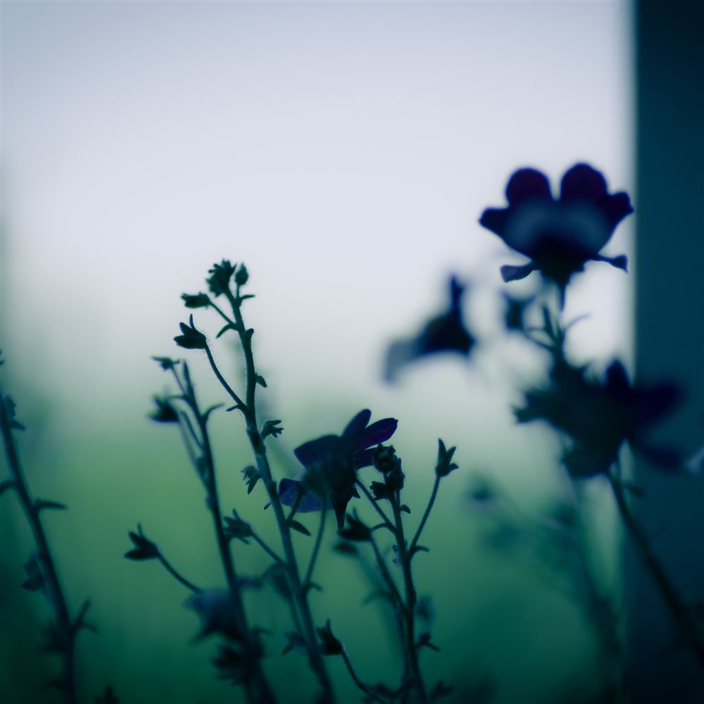 Dark Flower Plant Branch Blur iPad Air