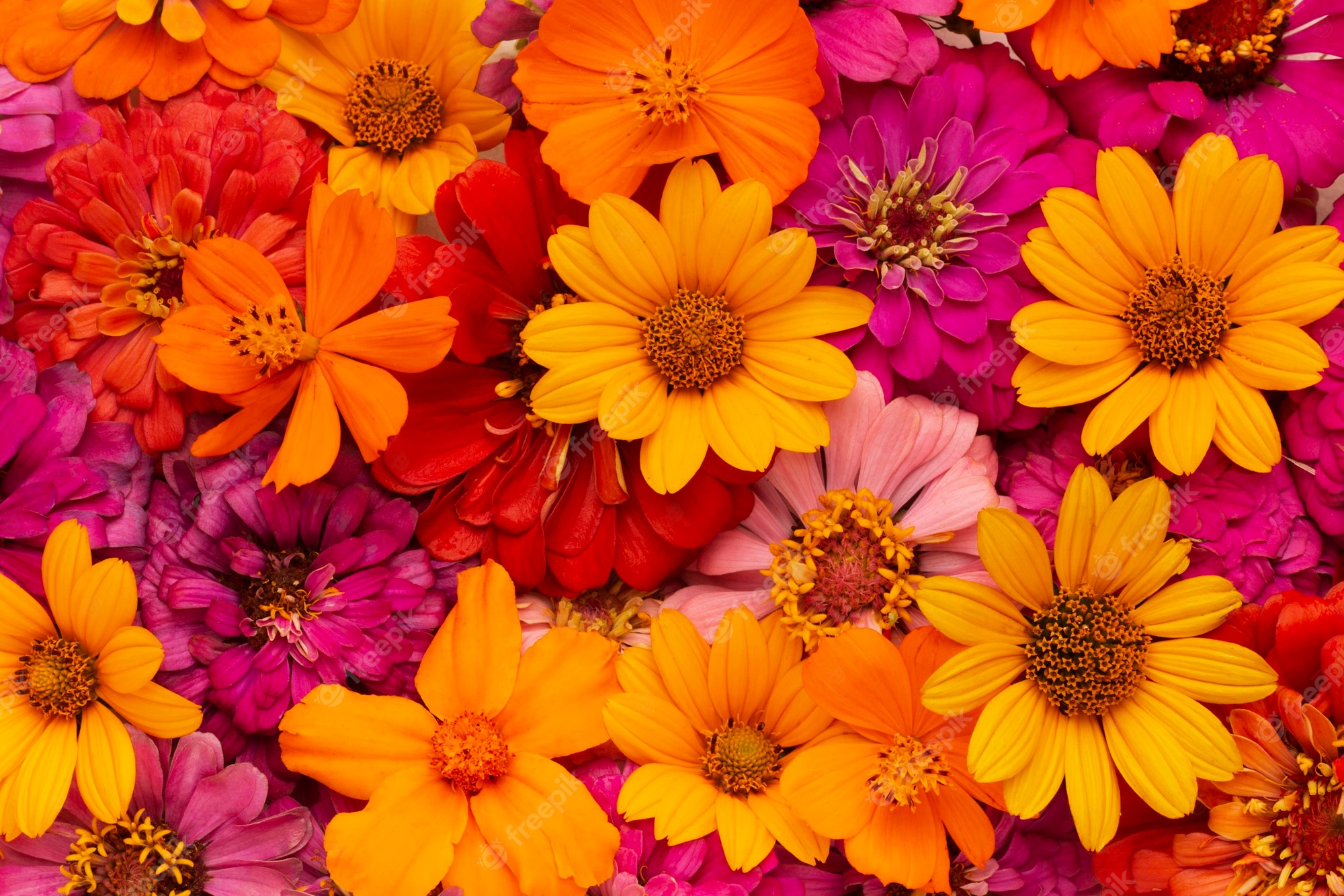 Flower Wallpaper Image Download