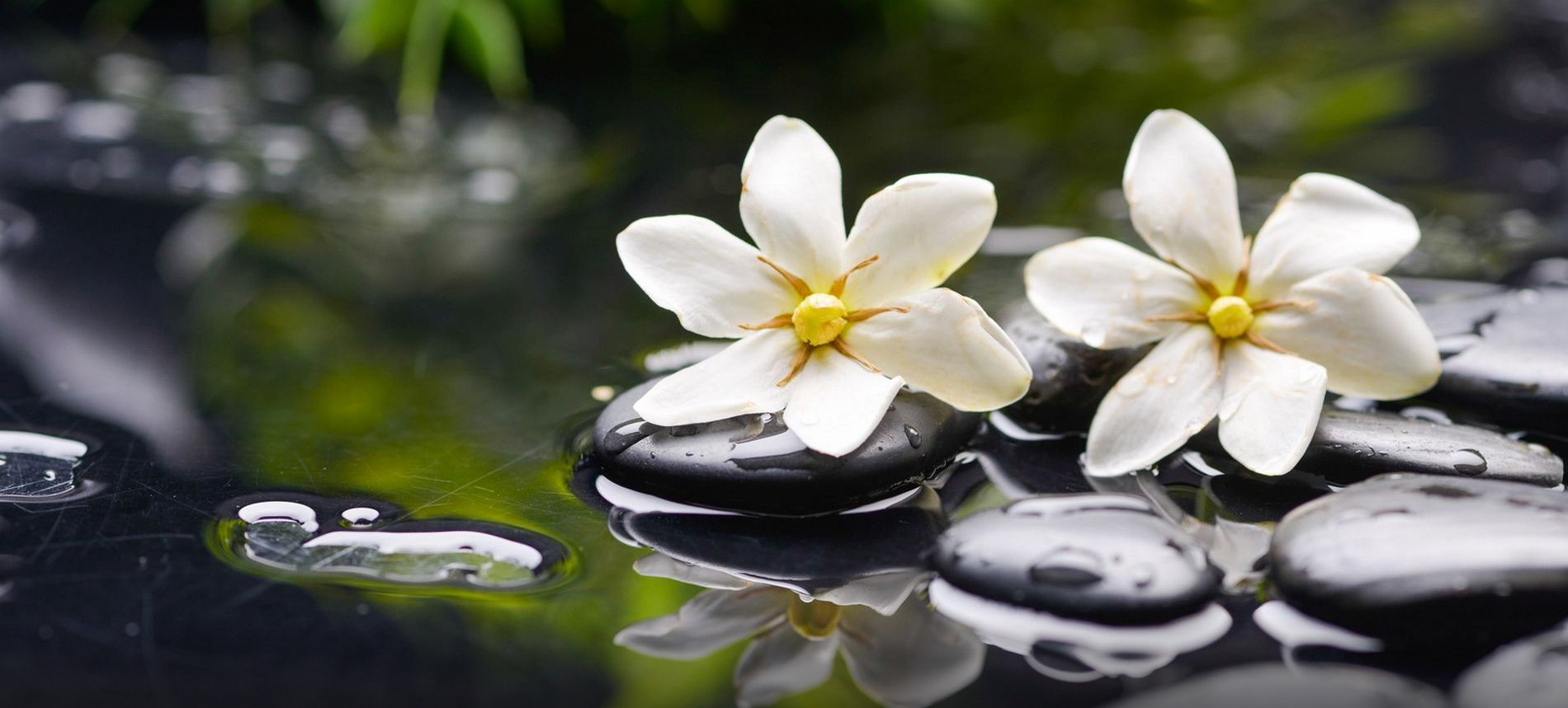 nature, plants, flowers, water