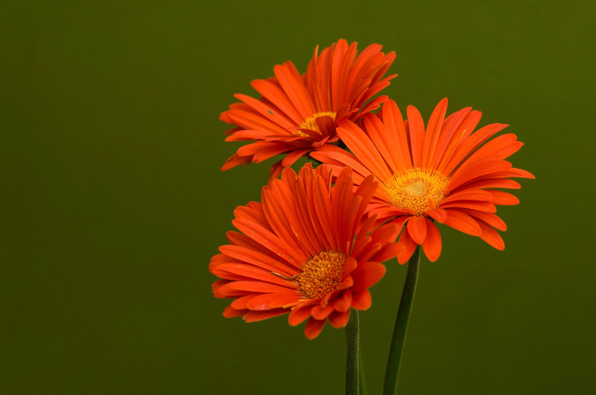 flowers, orange flowers, plants